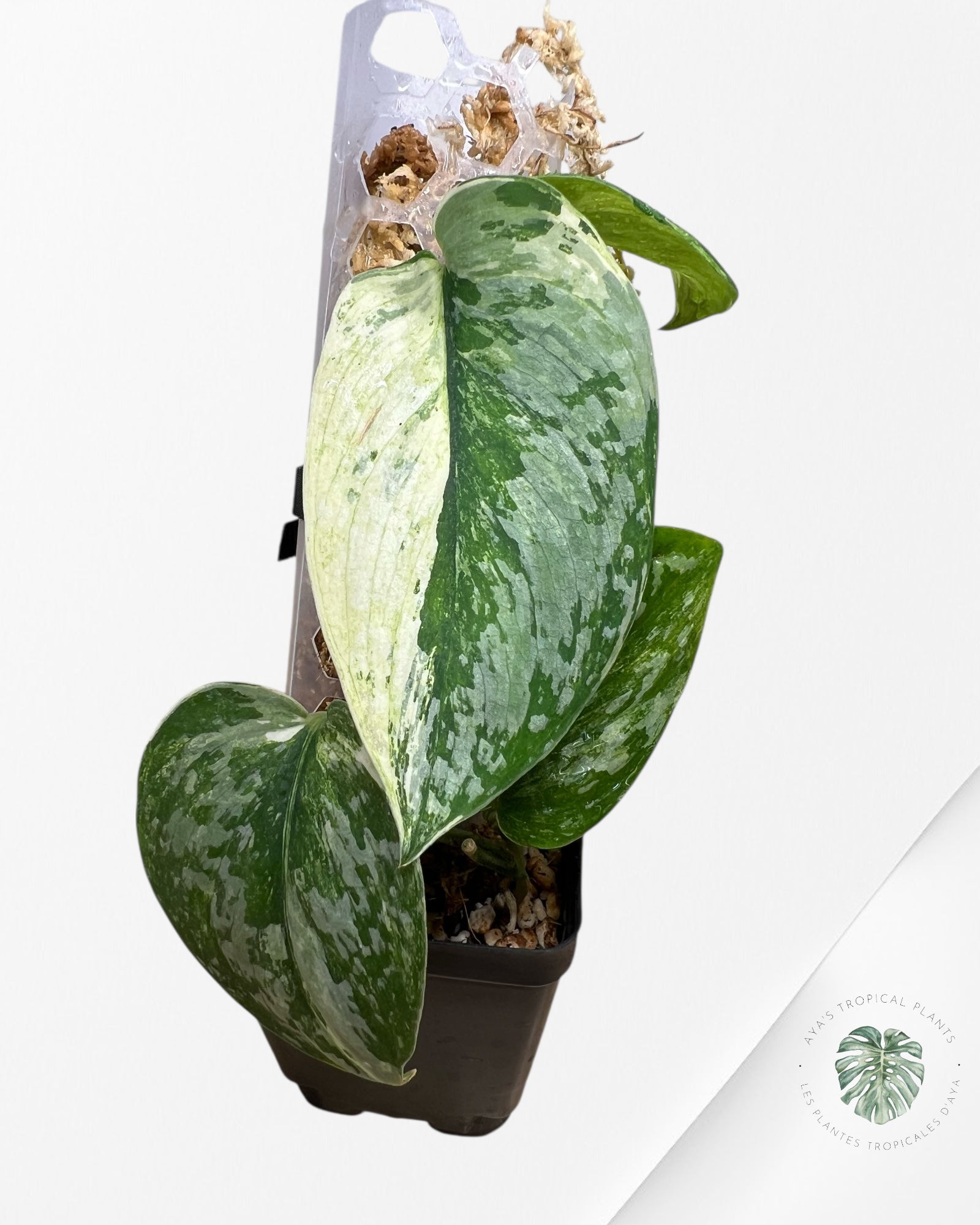 Scindapsus Prabu - EXP08