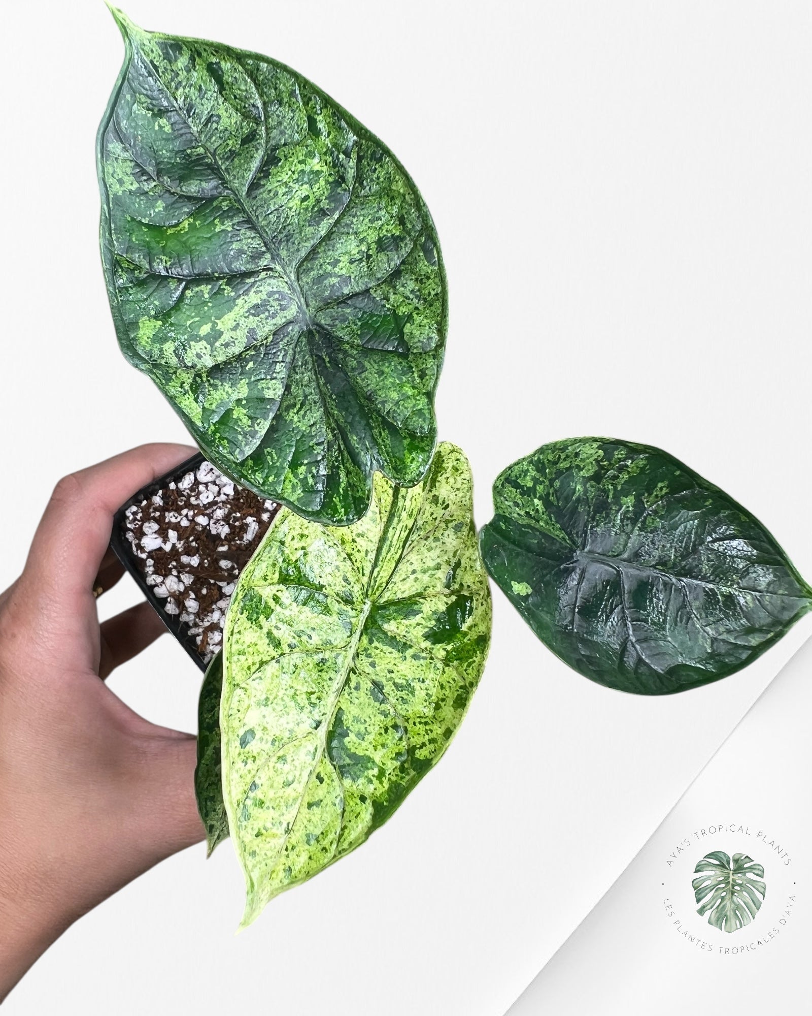 Menthe écaille de dragon Alocasia - 93