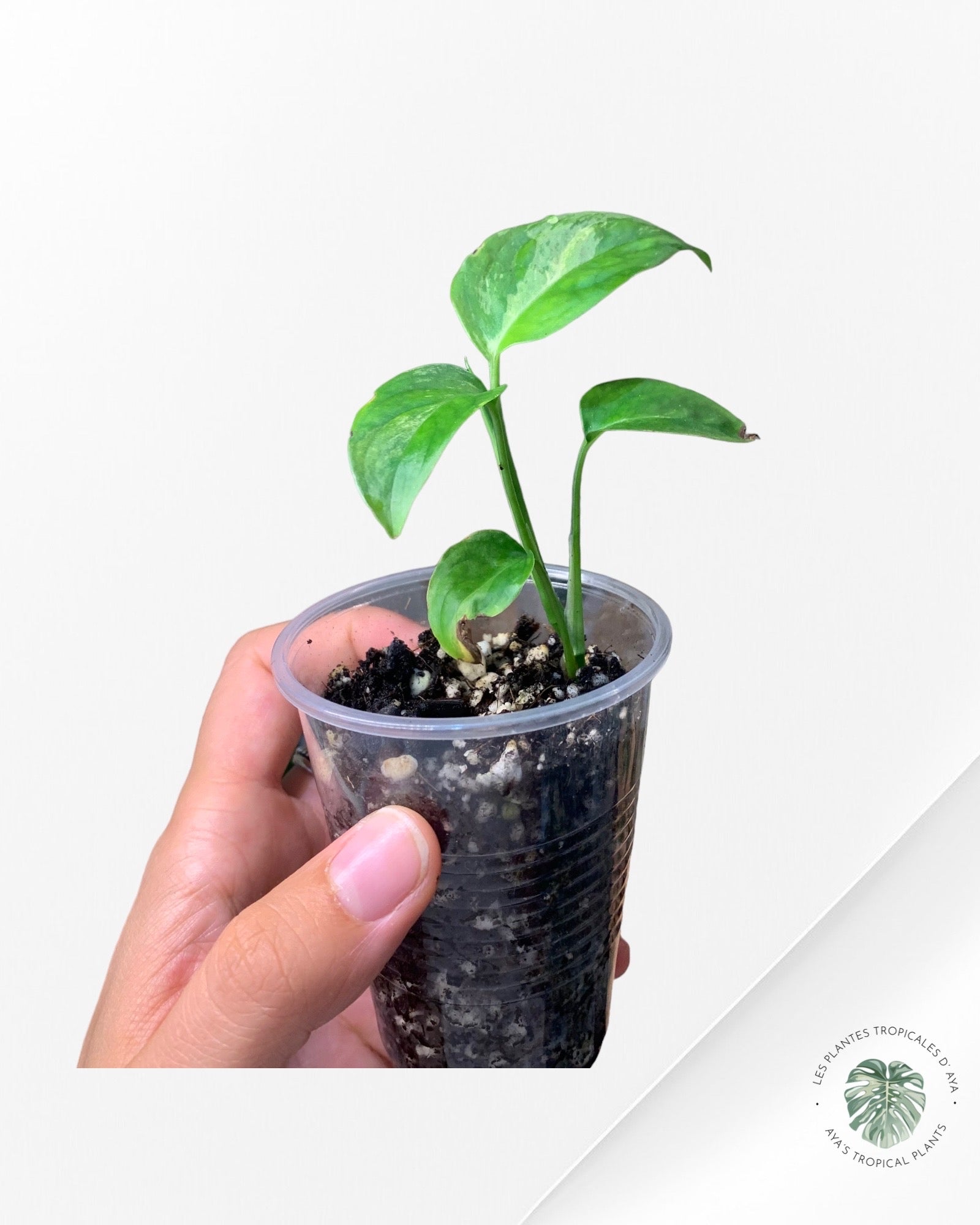 Monstera Laniata-NA0124