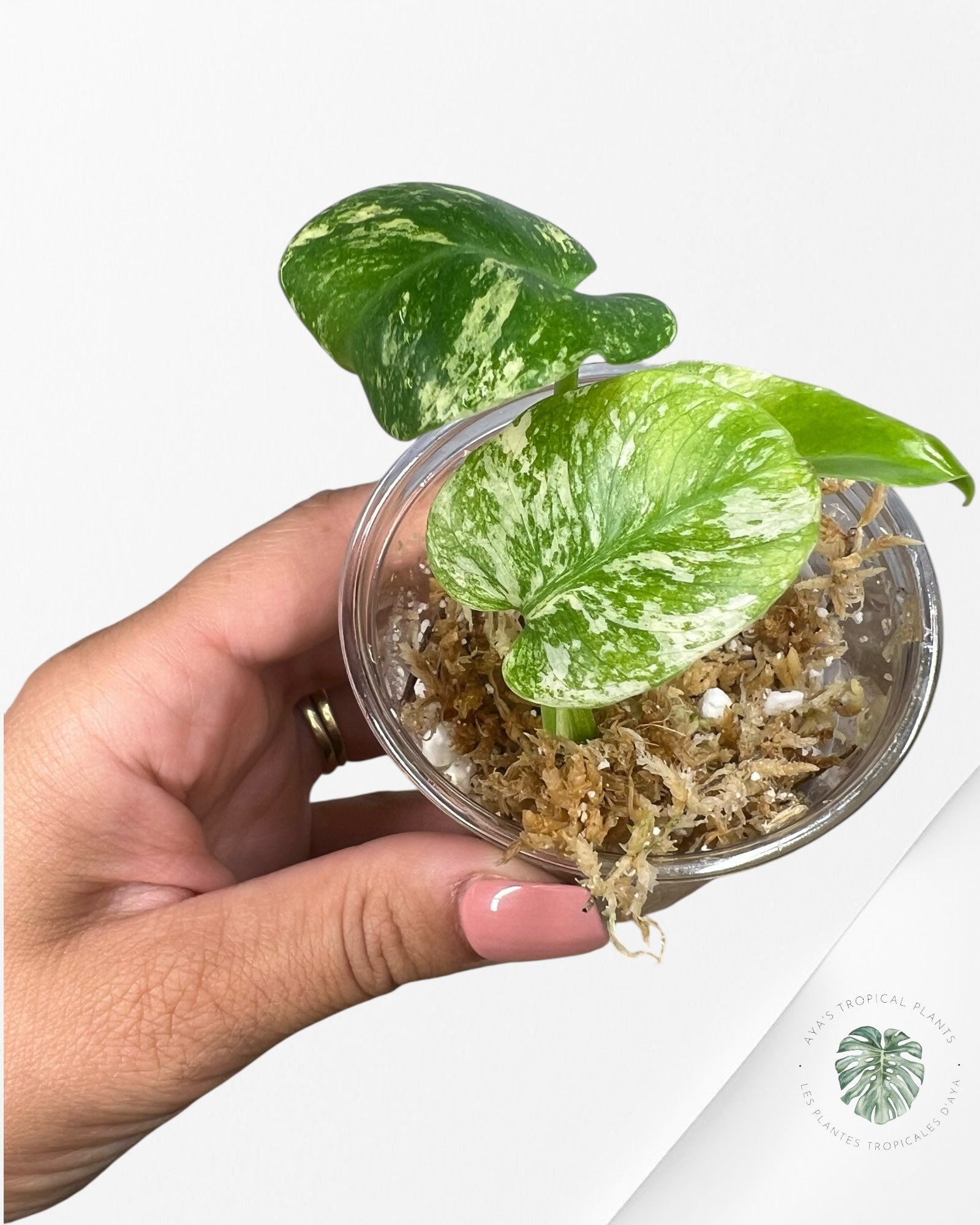 Monstera Mint - TC9