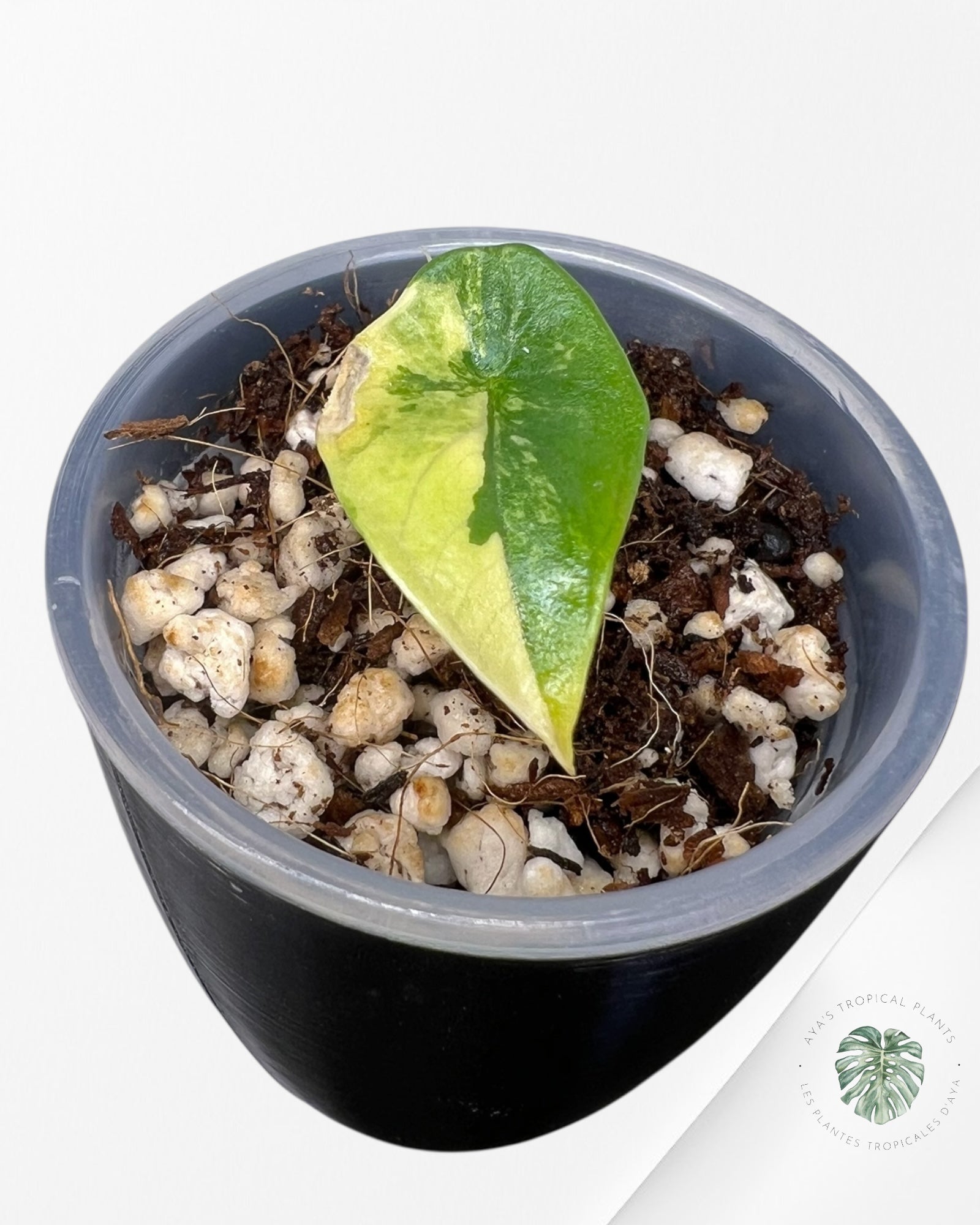 Alocasia Scalprum Aurea Variegated