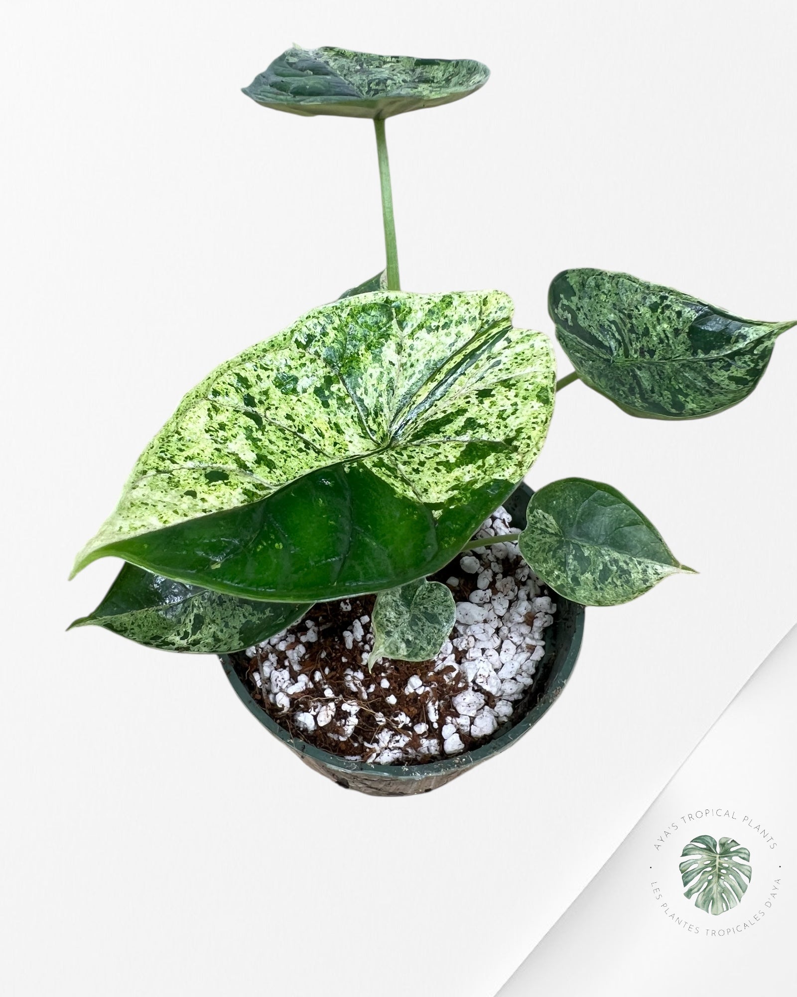 Menthe écaille de dragon Alocasia - 90