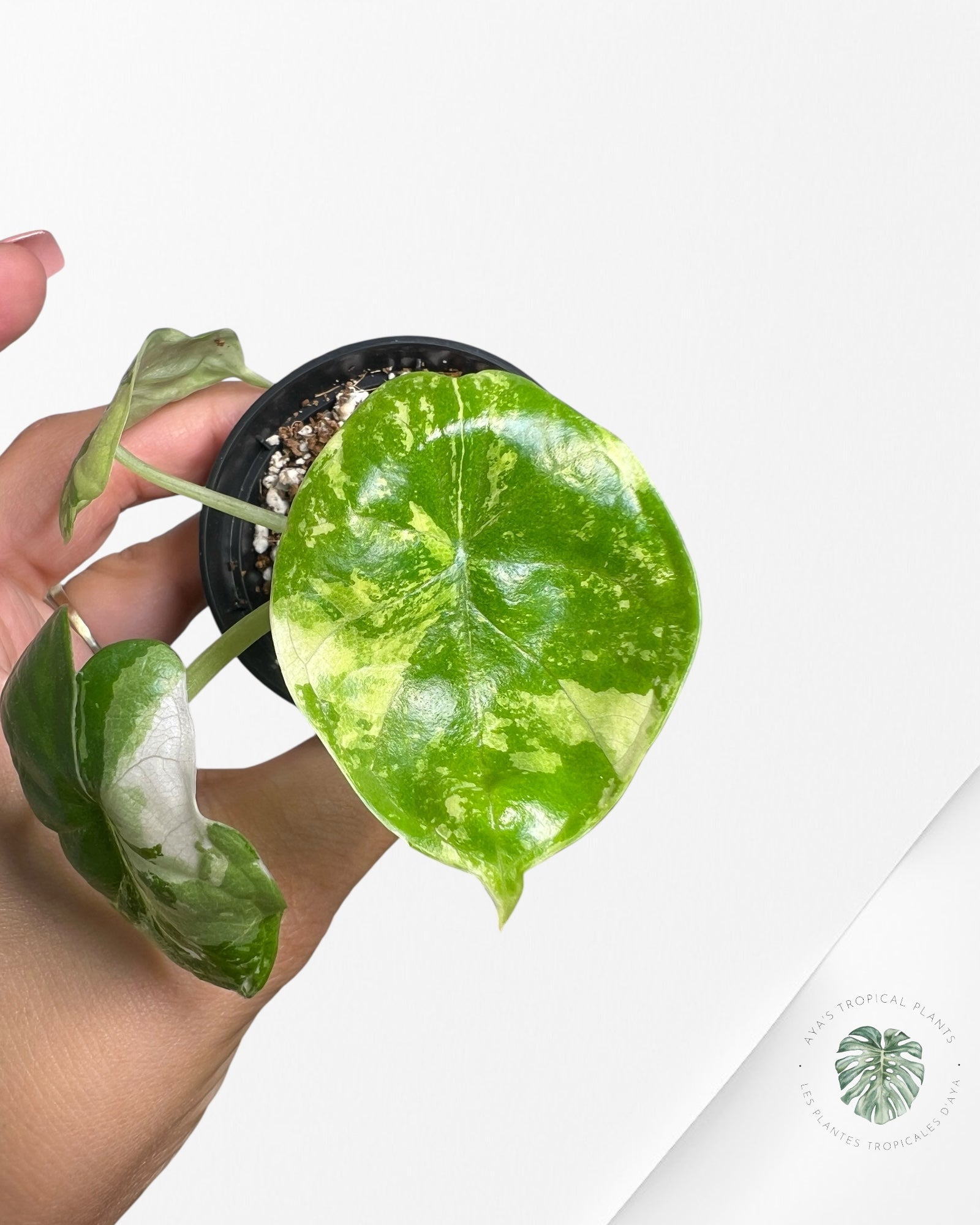 Alocasia Dragon Scale Variegated Albo ( Grade A) - TC1