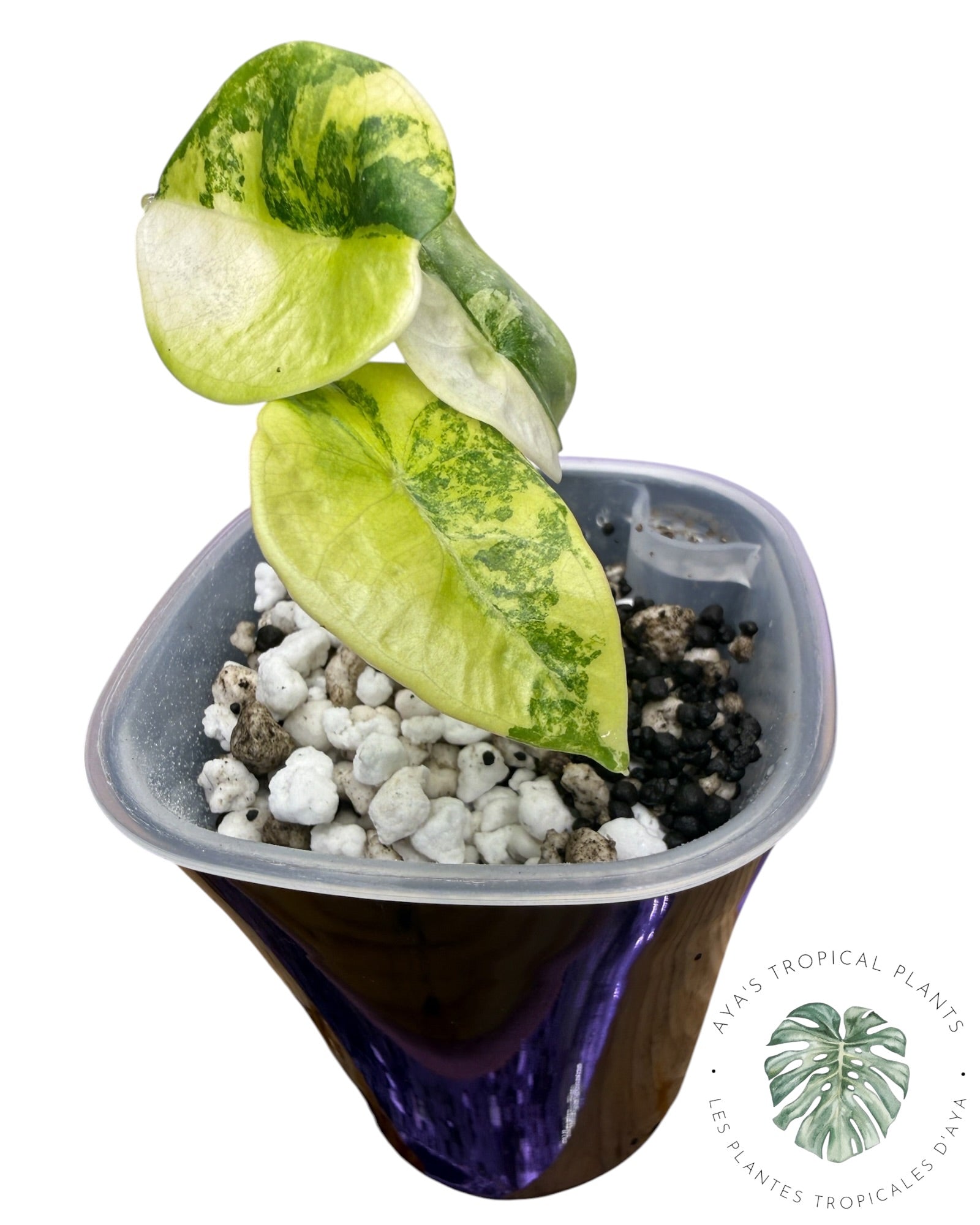 Alocasia Nebula Aurea Variegated