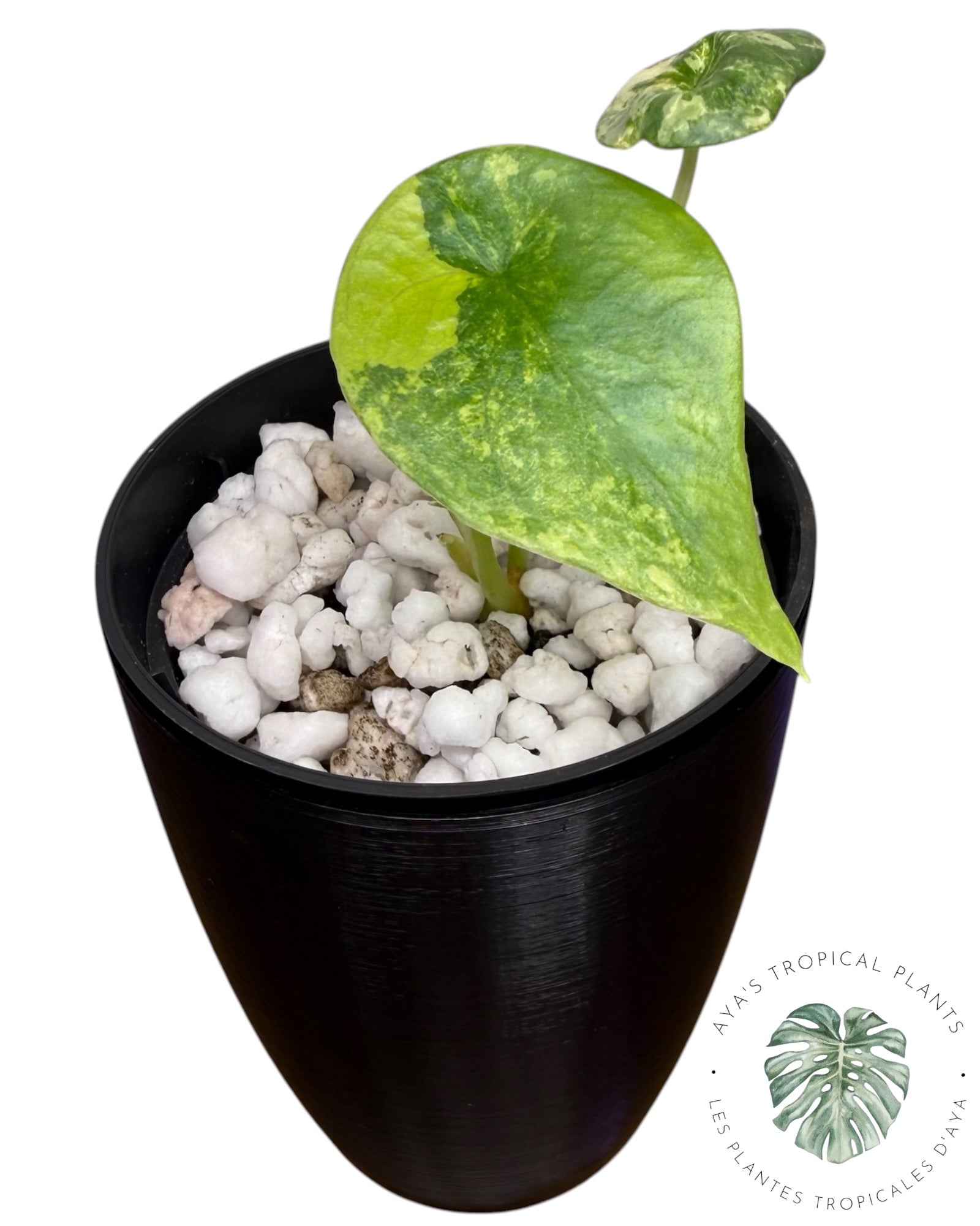 Alocasia Sinuata Aurea Variegated