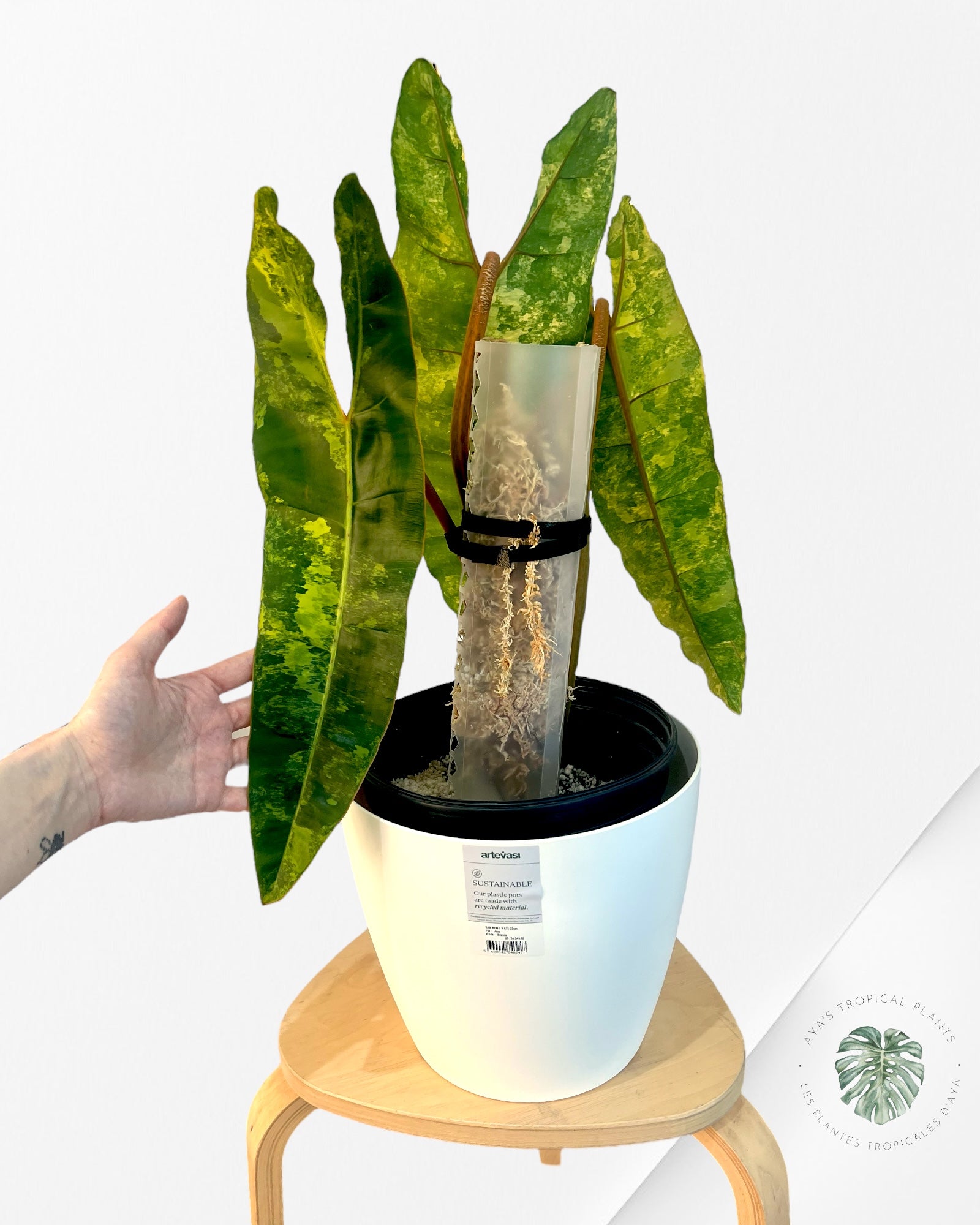 Philodendron Billietiae Variegated