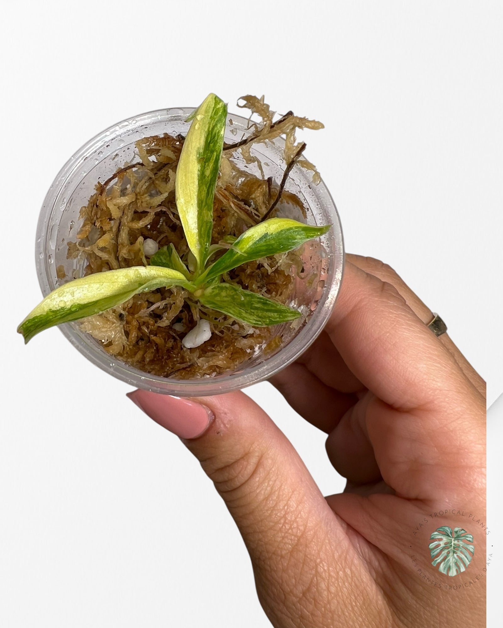 Philodendron Tortum Variegated - TC2