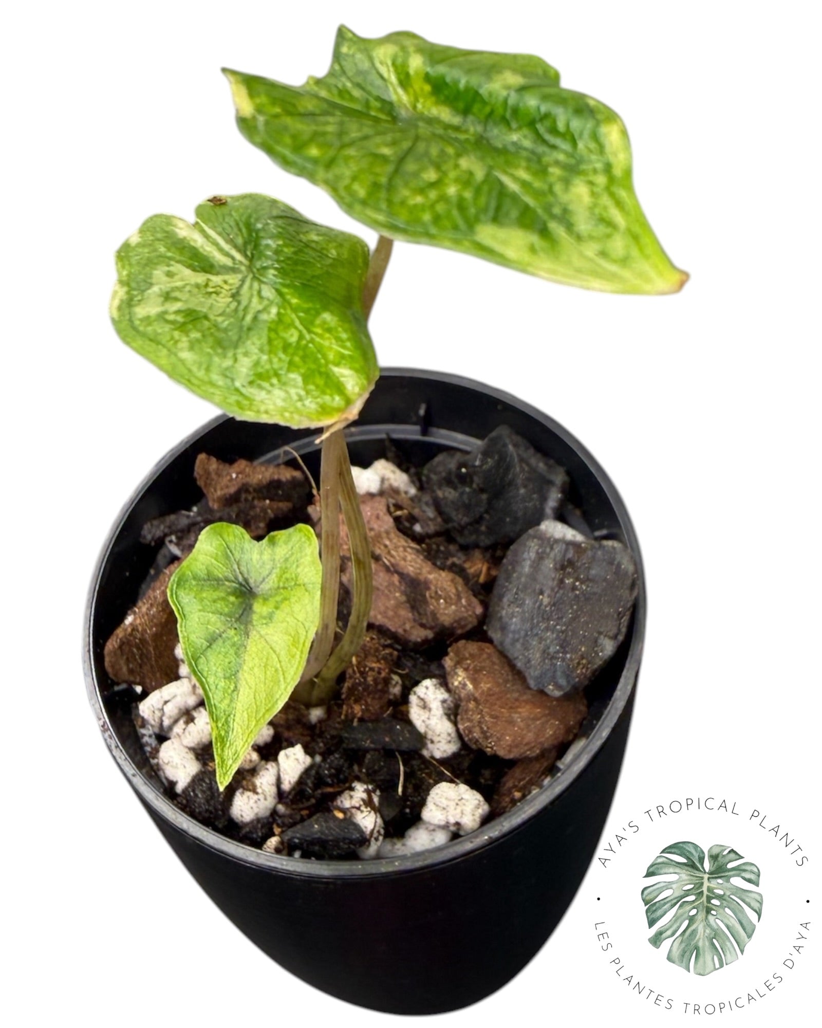 Alocasia Jacklyn Mystic variegated