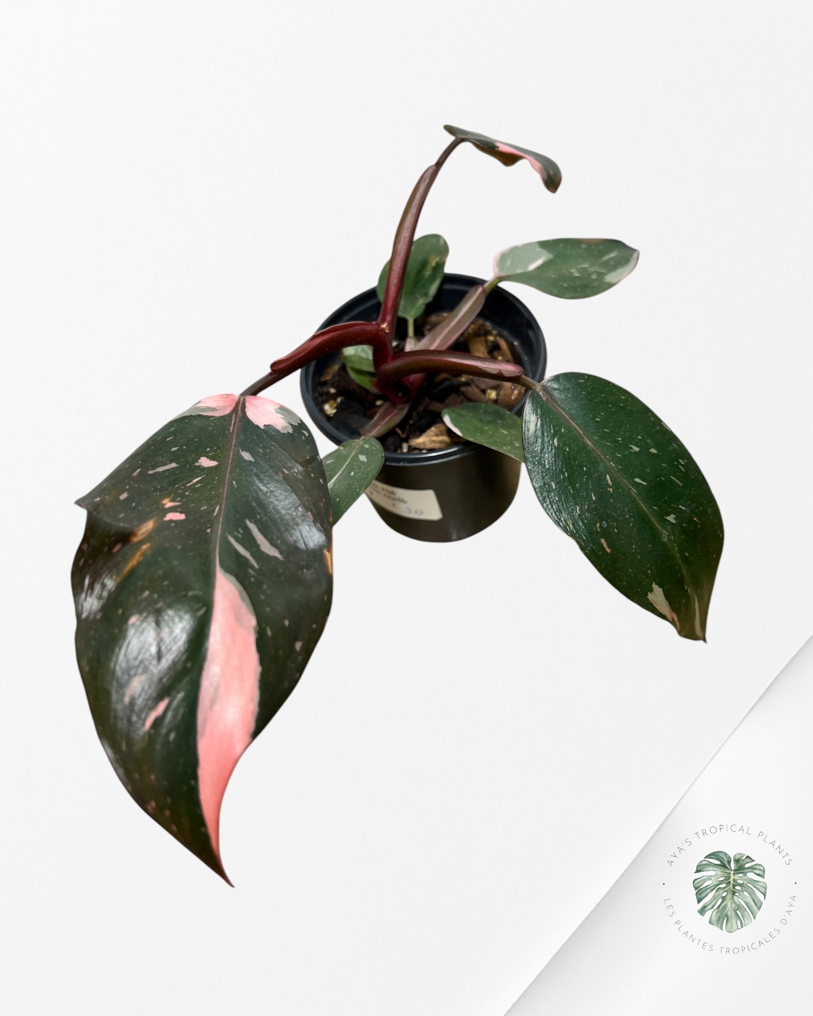 Philodendron Princesse Rose Marbre #11