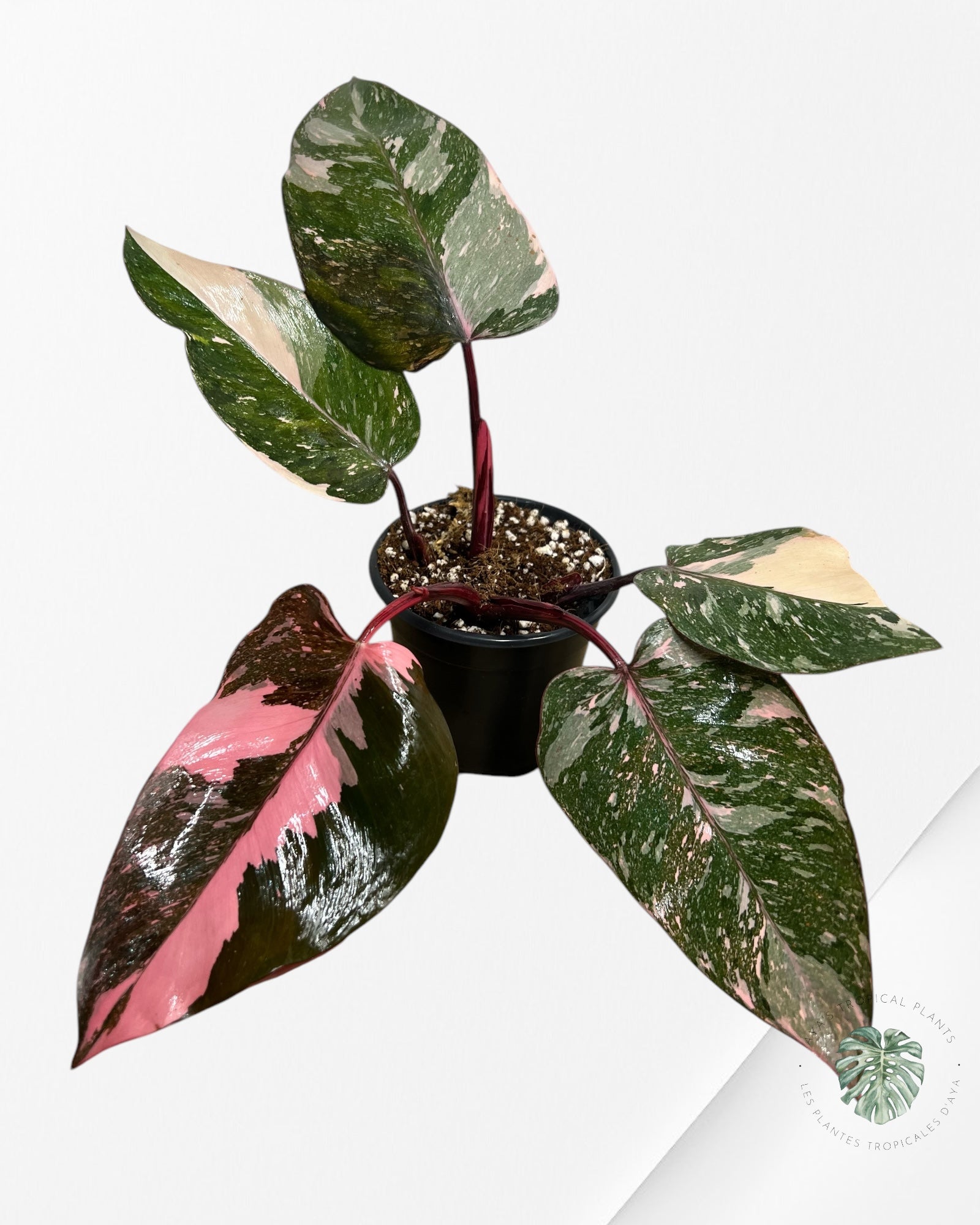 Philodendron Pink Galaxy - T2