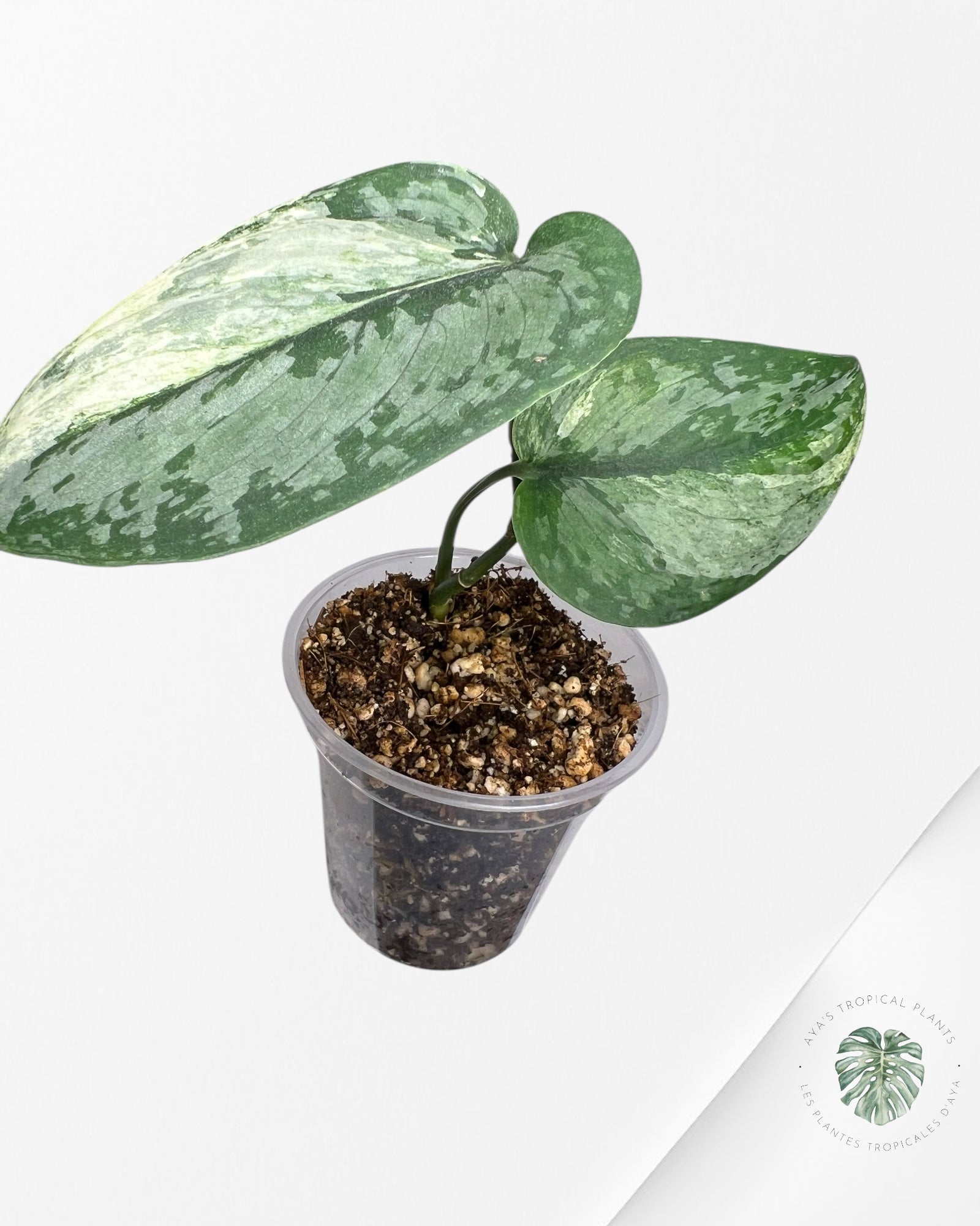 Scindapsus Exotica Tricolor - SET8