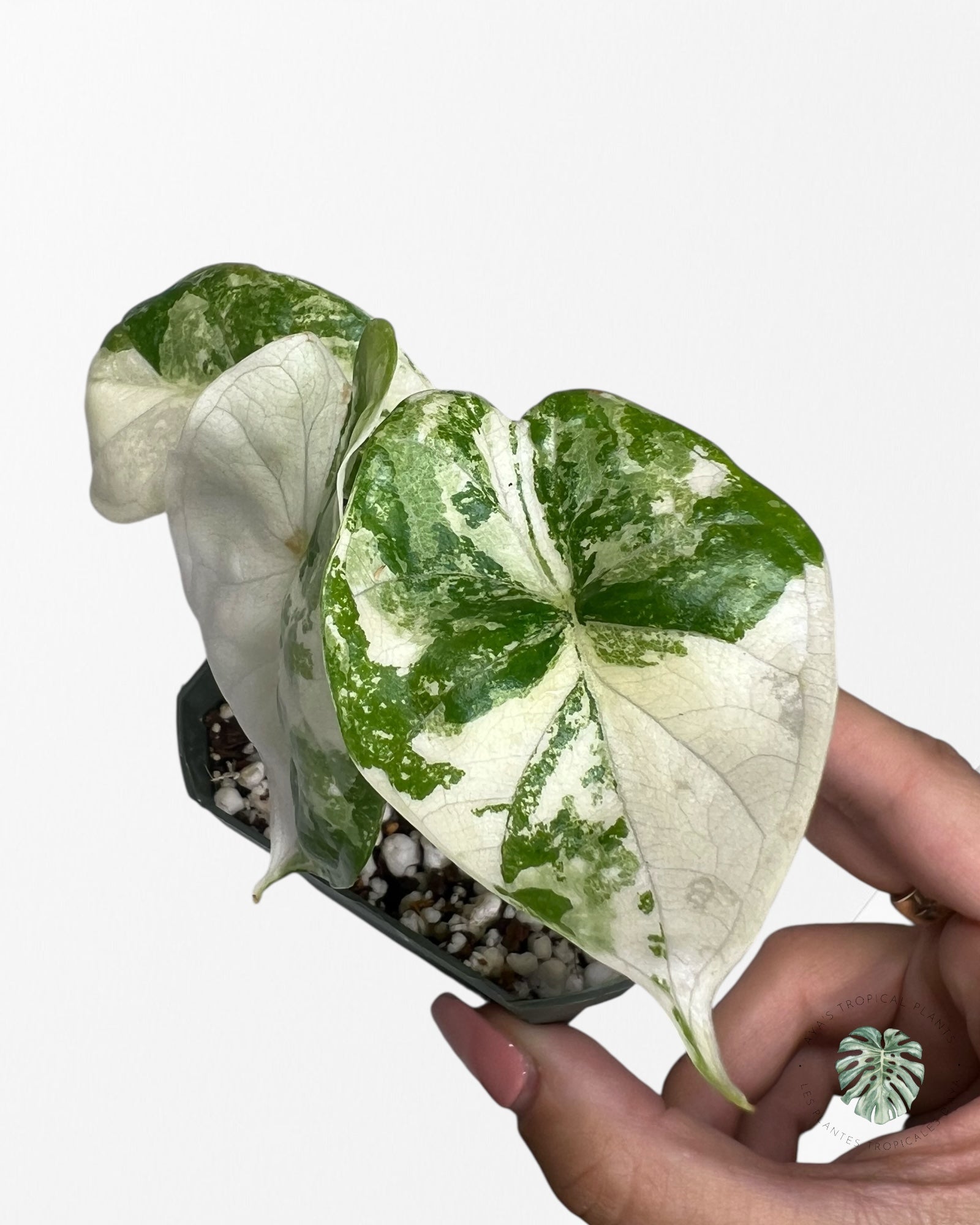 Alocasia Dragon Scale Variegated Albo ( Grade A) - 1001