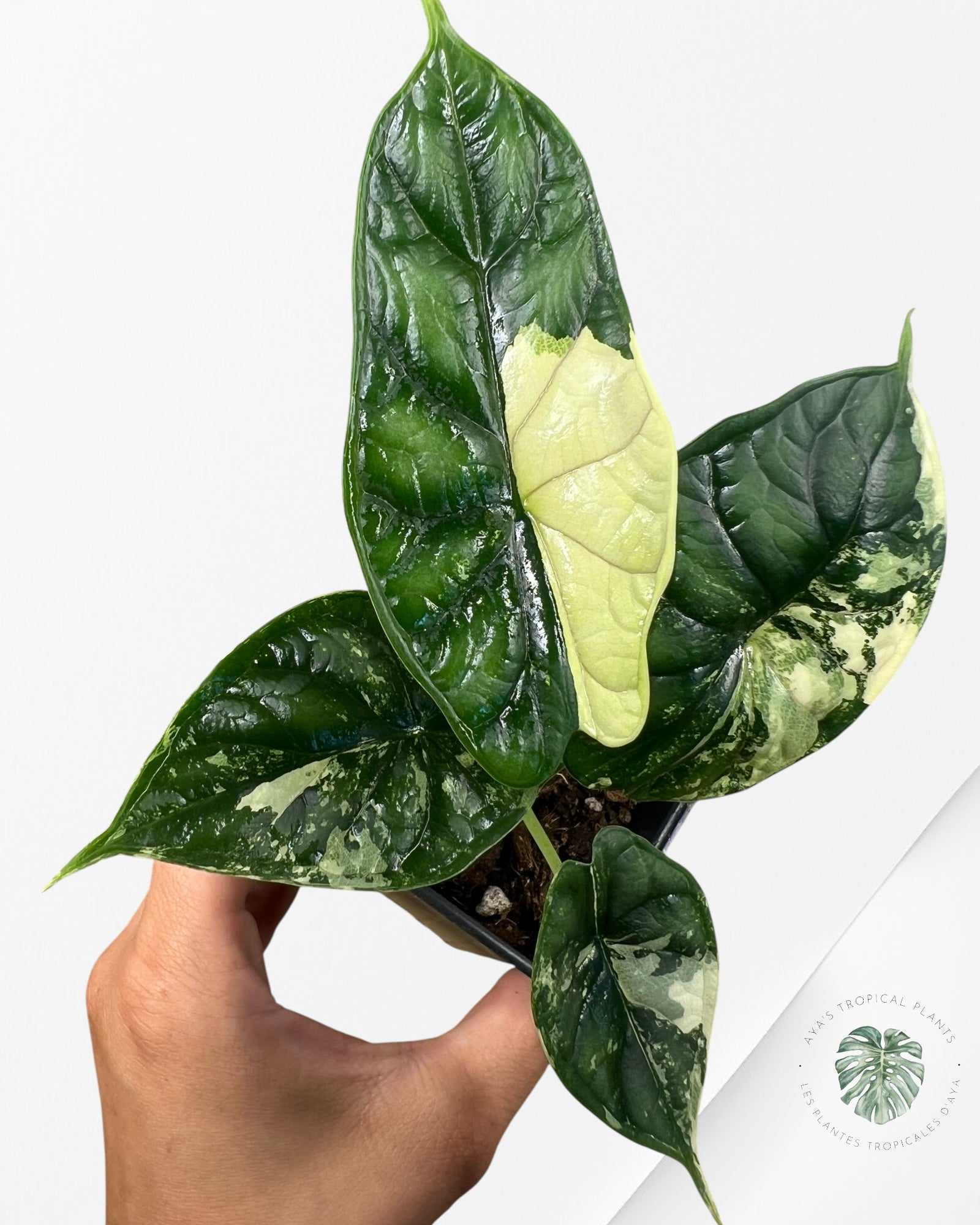 Alocasia baginda ' Dragon Scale’ variegated- F5