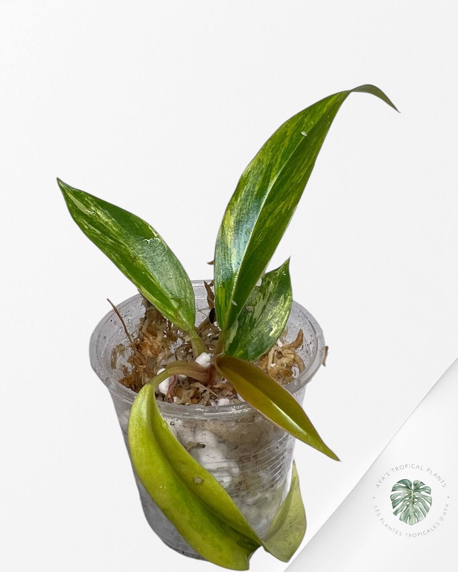 Philodendron Caramel Marble - TC5