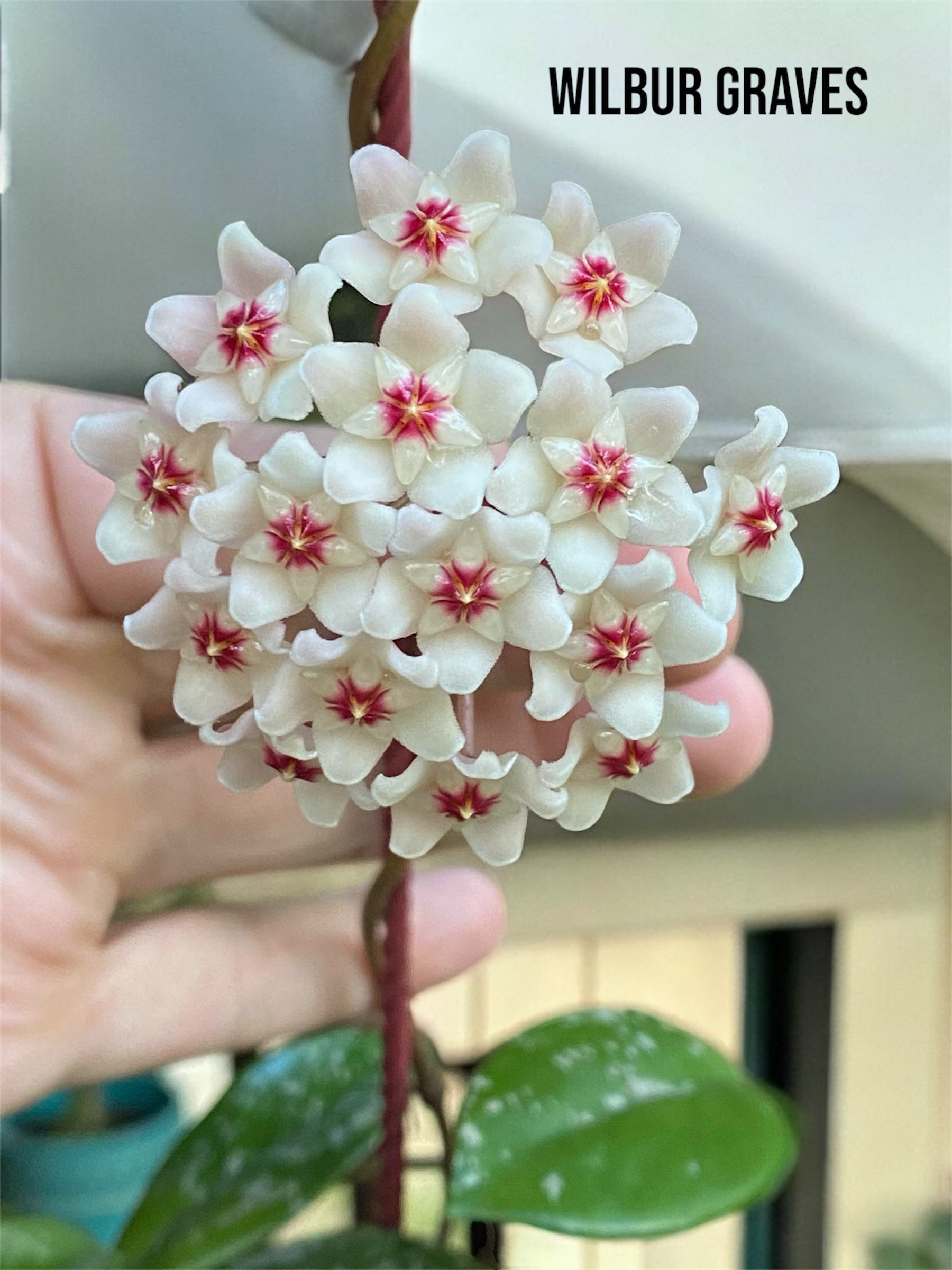 Hoya Carnosa Wilbur Graves - I