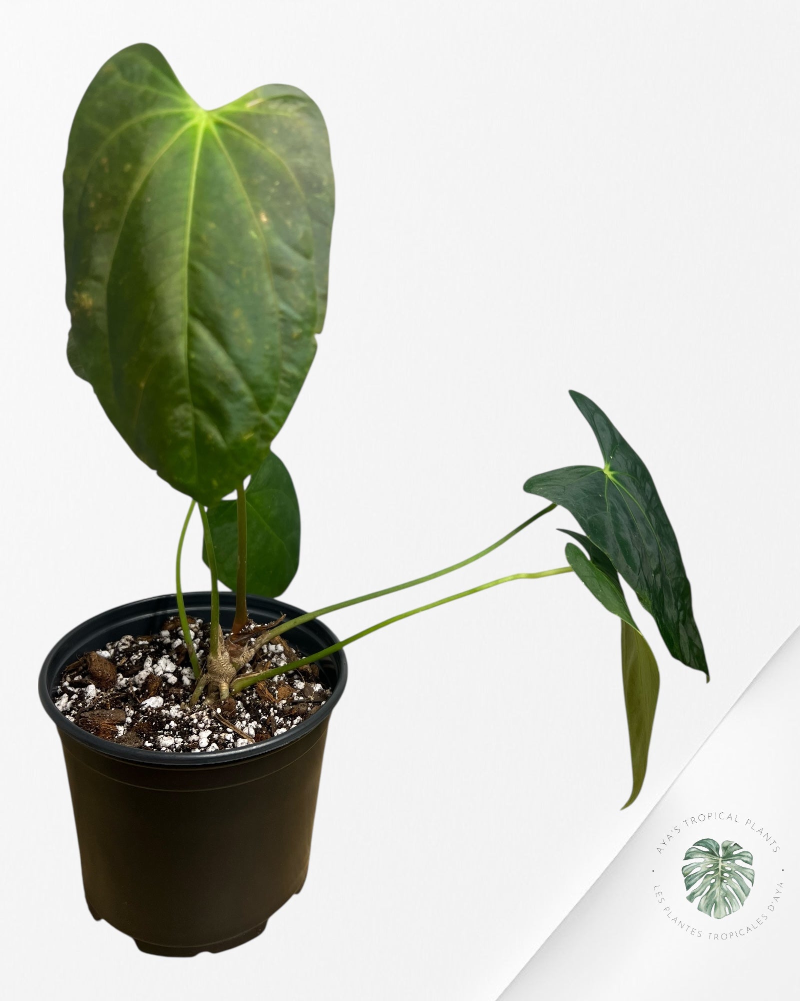 Anthurium 'Ace of Spades' x papillilaminum Fort Sherman' - AF2