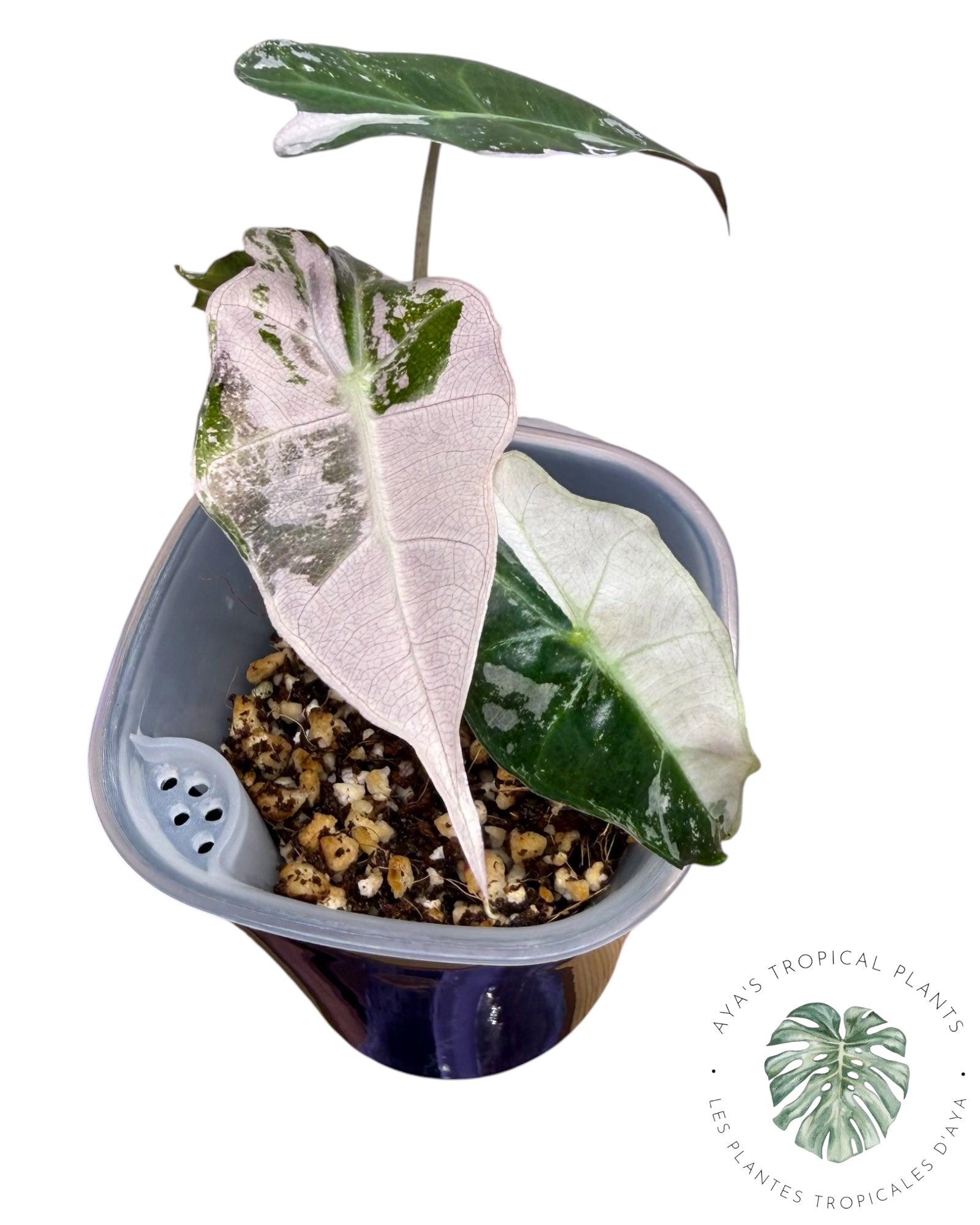 Alocasia Polly Pink Snowflake