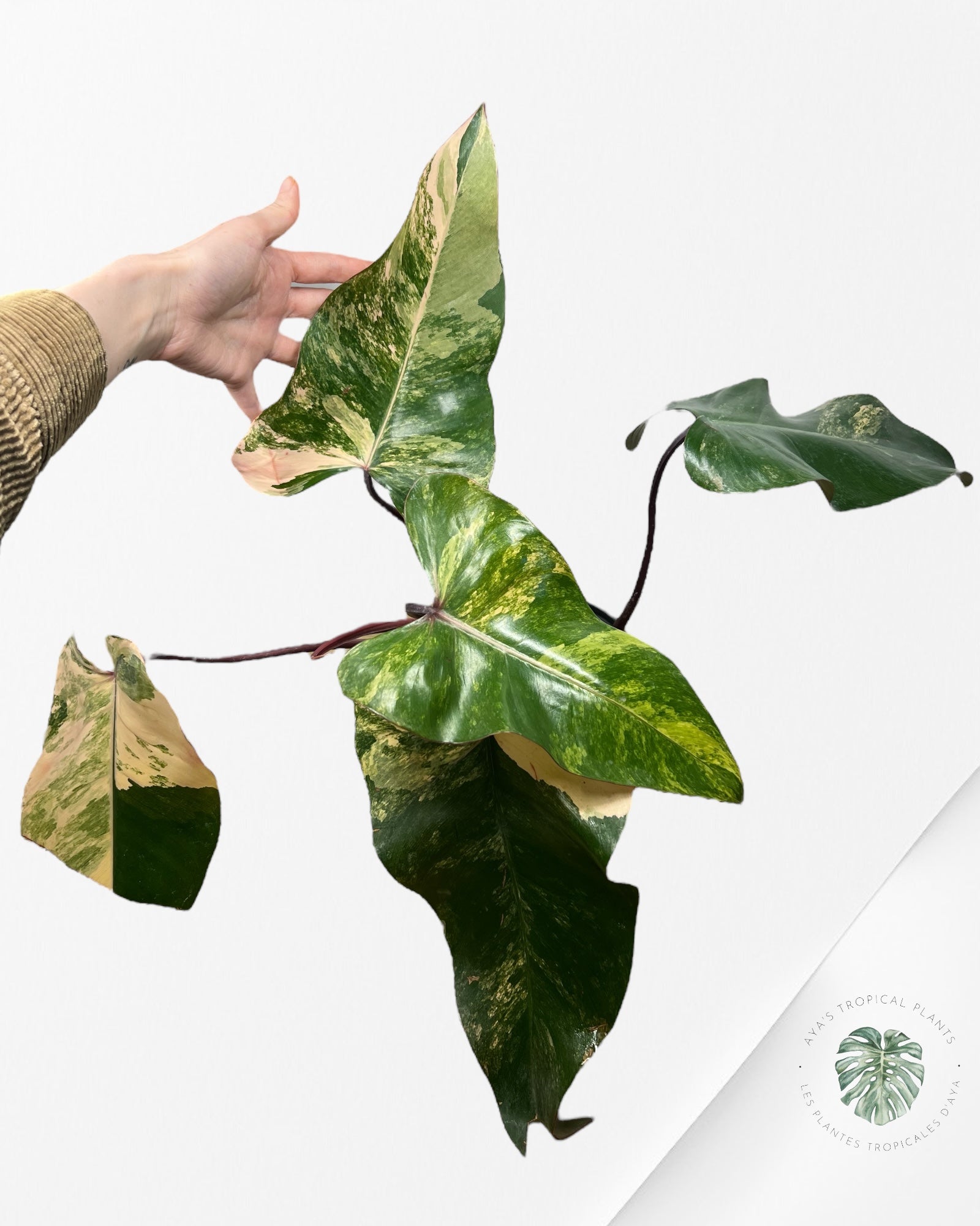 Philodendron Strawberry Shake - PO18