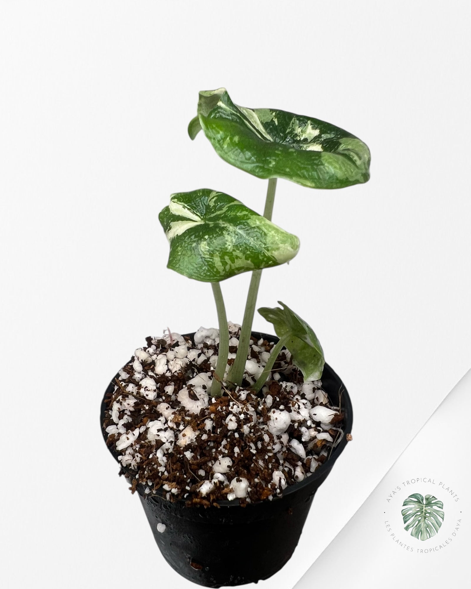 Alocasia Melo Albo Variagated-TC6