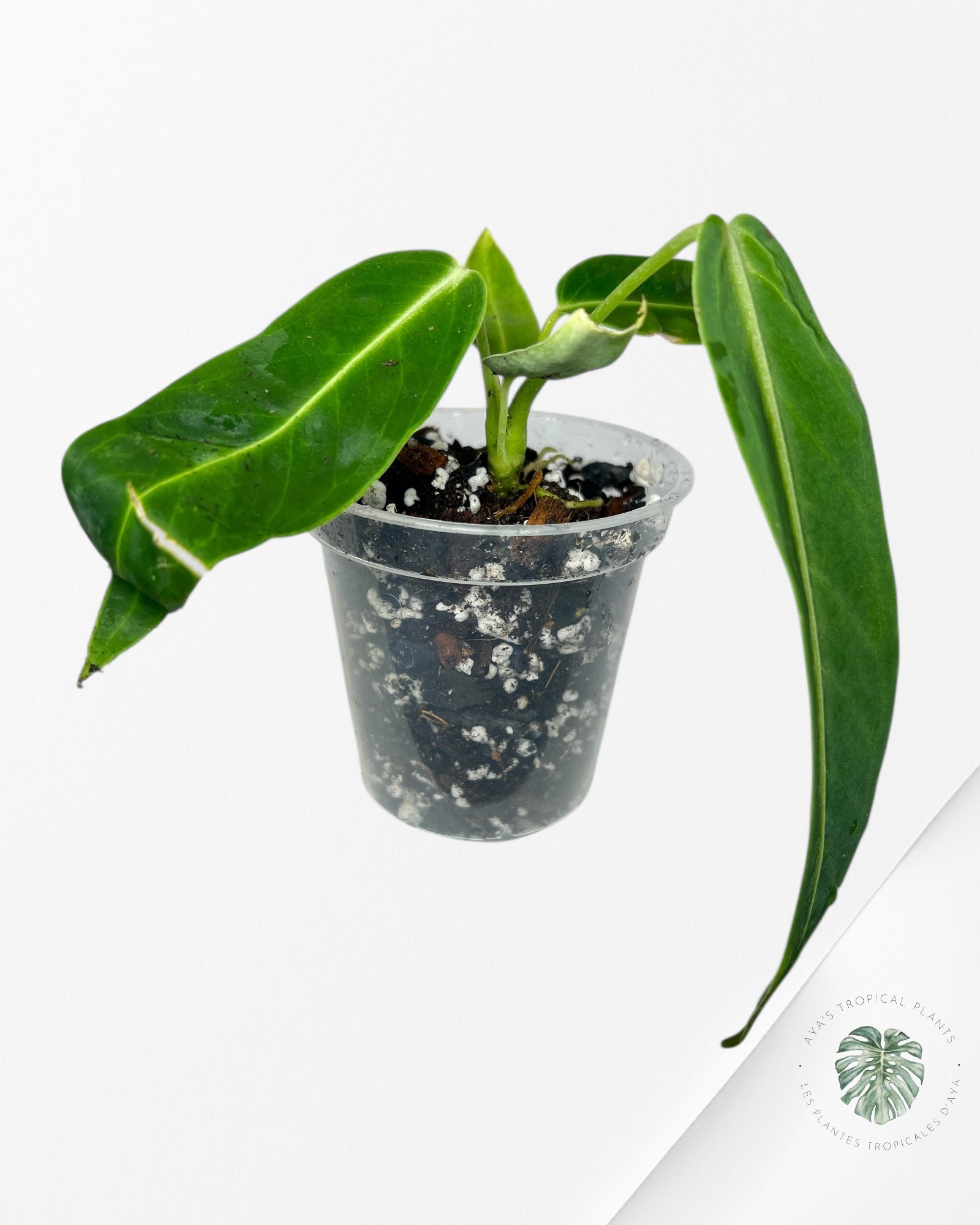 Anthurium Warocqueanum - 02