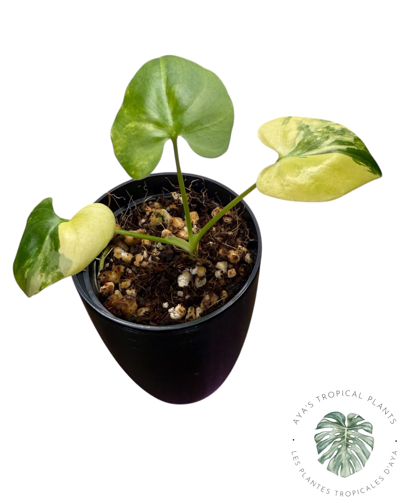 Philodendron Bipinnatifidum Variegated