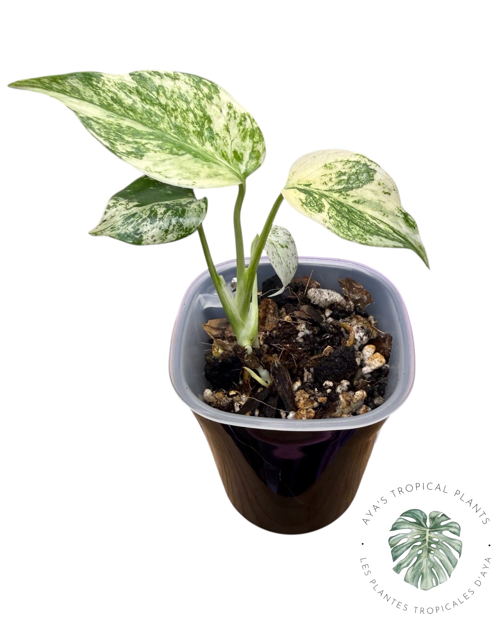 Monstera White Monster