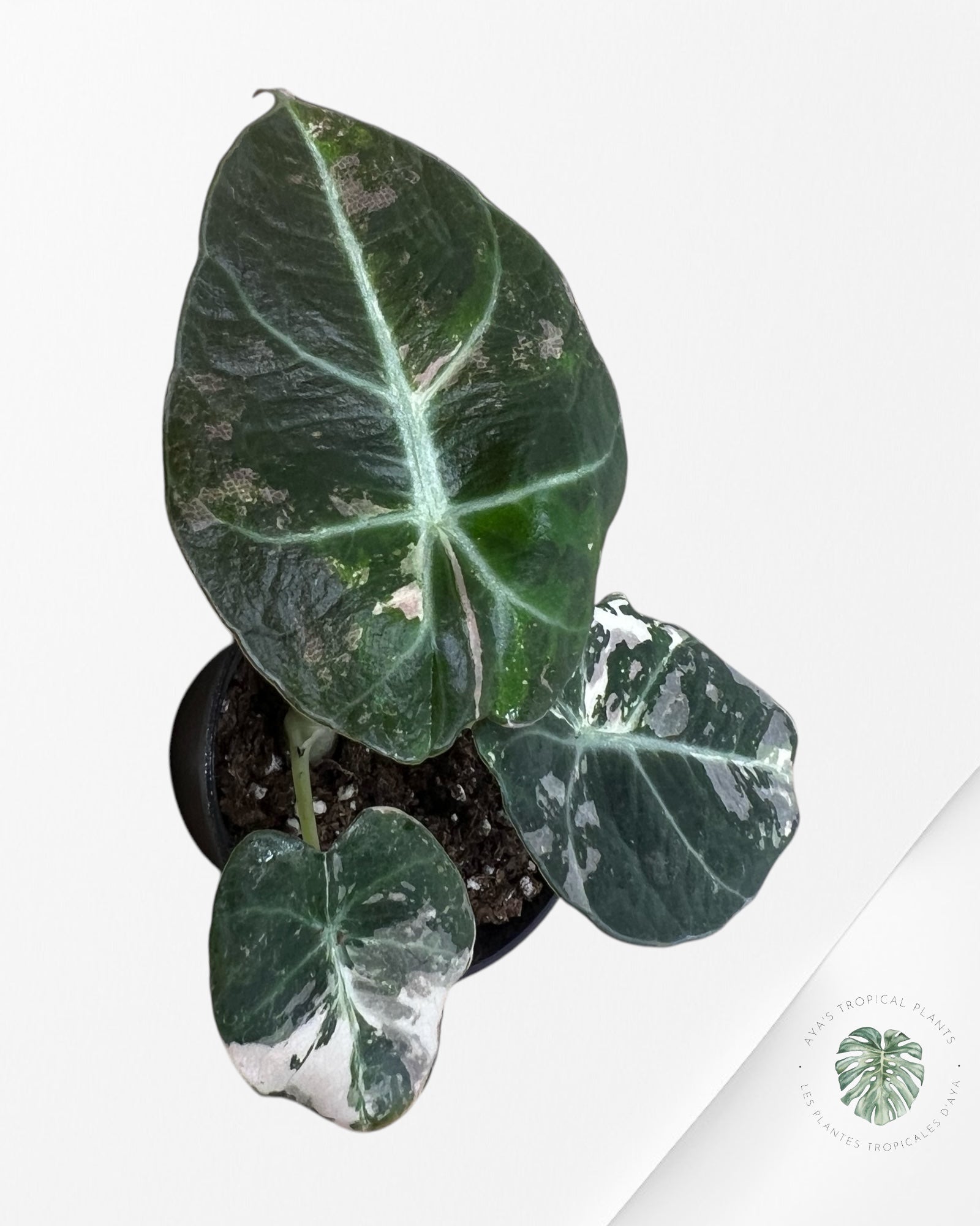 Alocasia Black Velvet Pink - P5