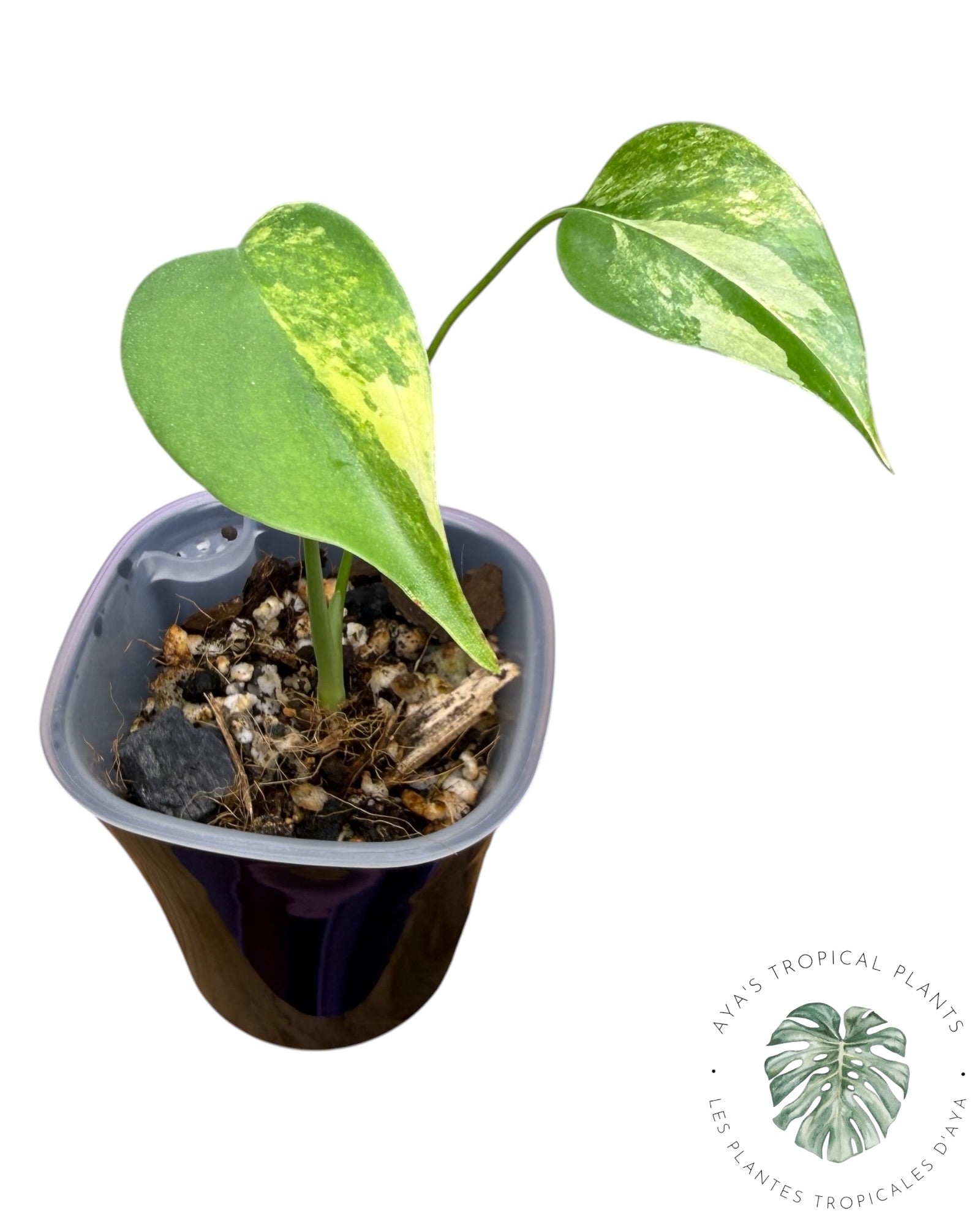 Monstera Aurea Variegated