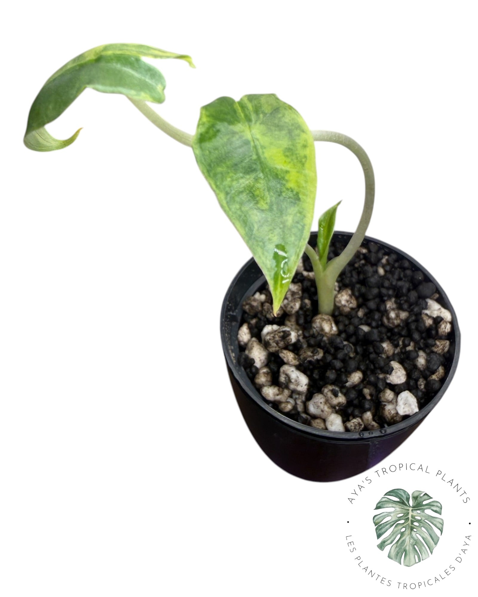 Alocasia Sarian Aurea
