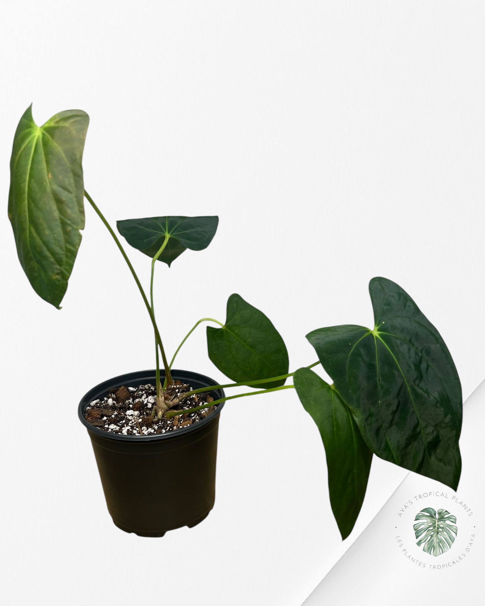 Anthurium 'Ace of Spades' x papillilaminum Fort Sherman' - AF2