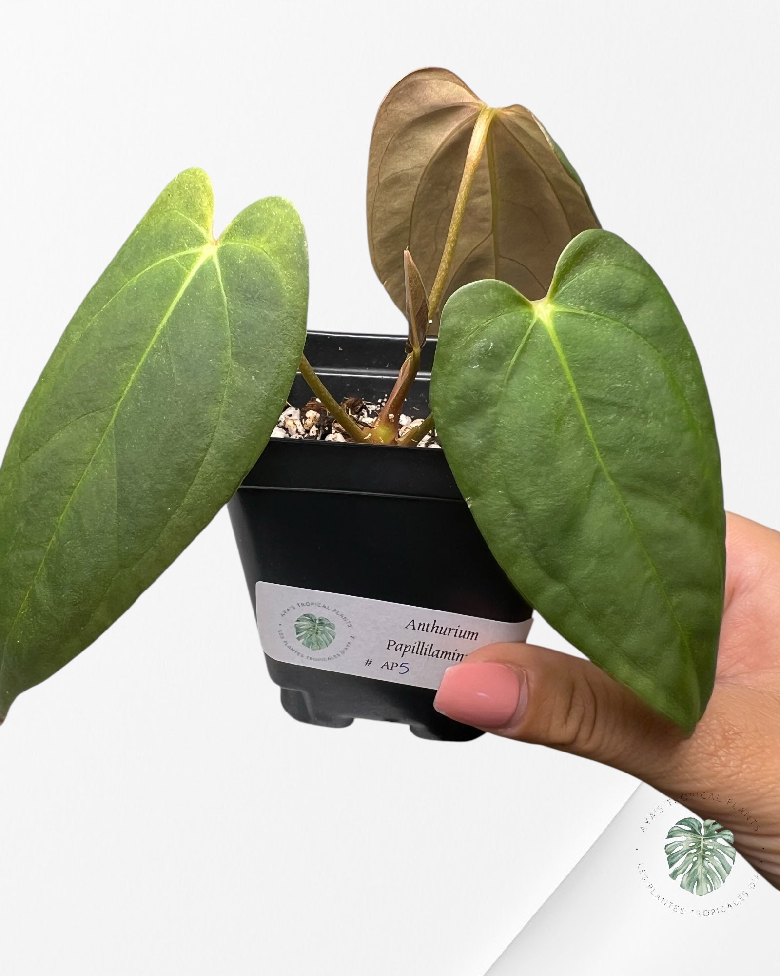 Anthurium Papillilaminum - AP5