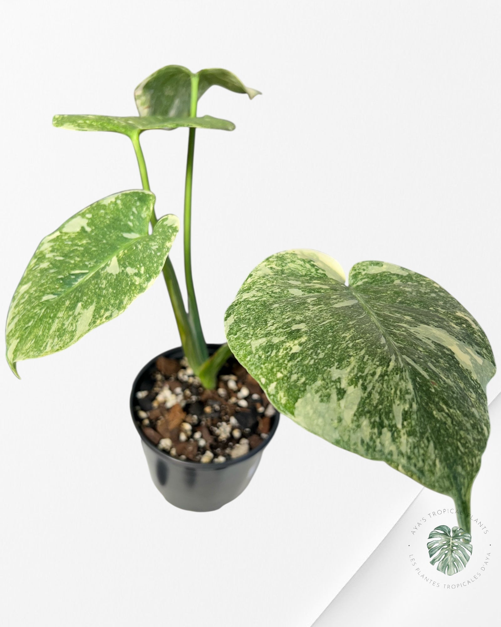 Monstera Legacy - 02