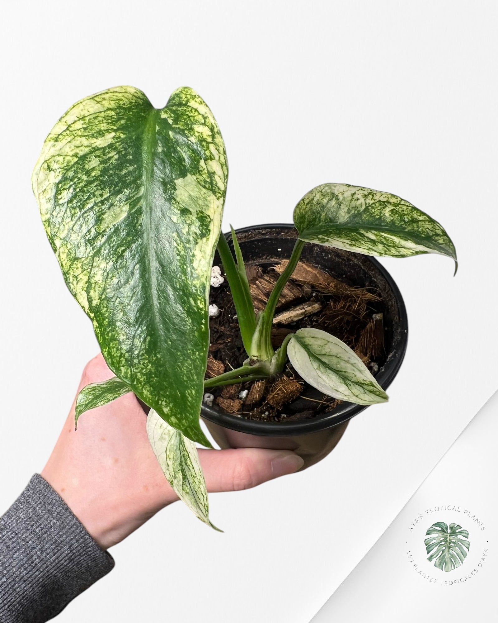 Monstera Deliciosa Menthe - SA4