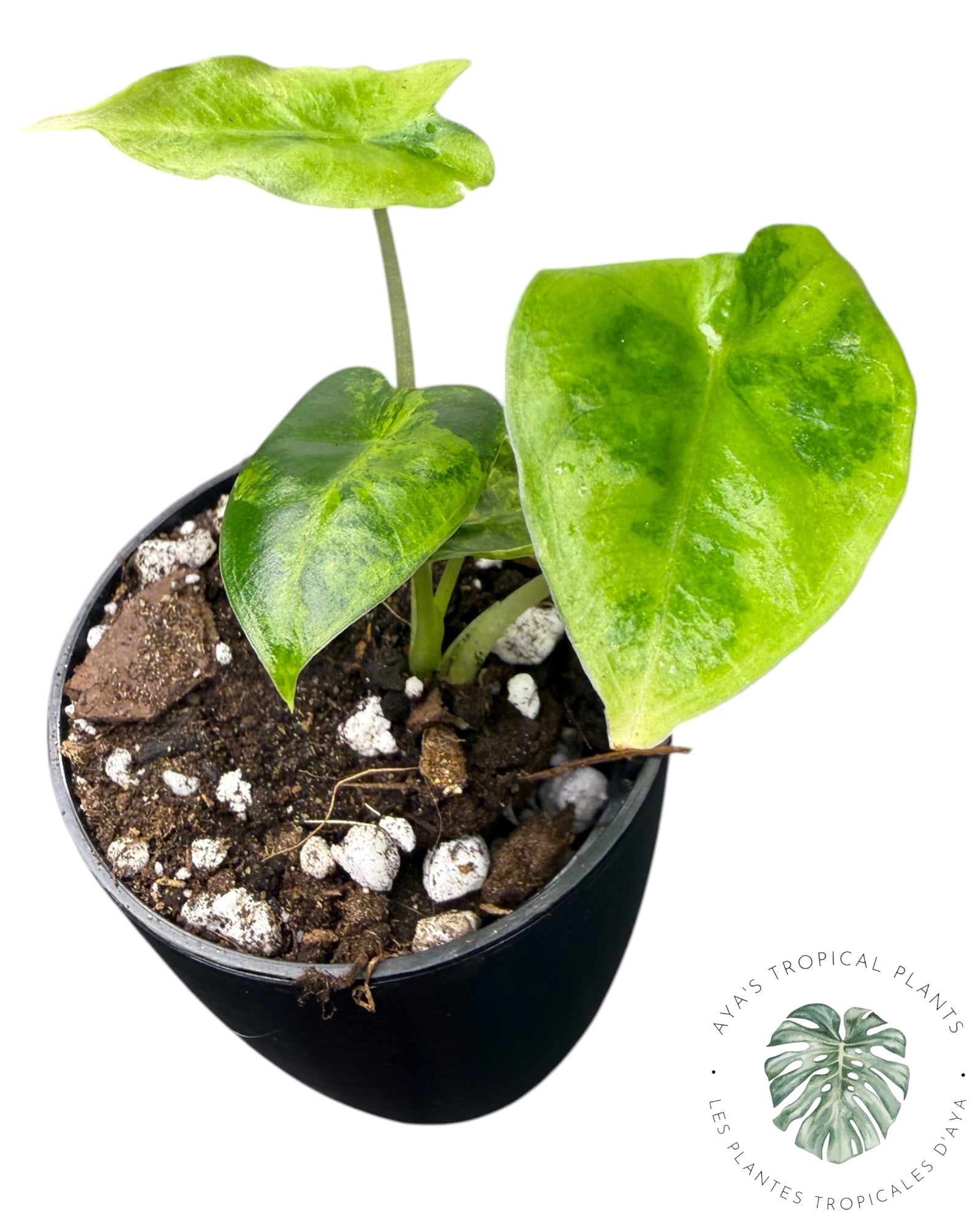 Alocasia Frydek Aurea Panaché
