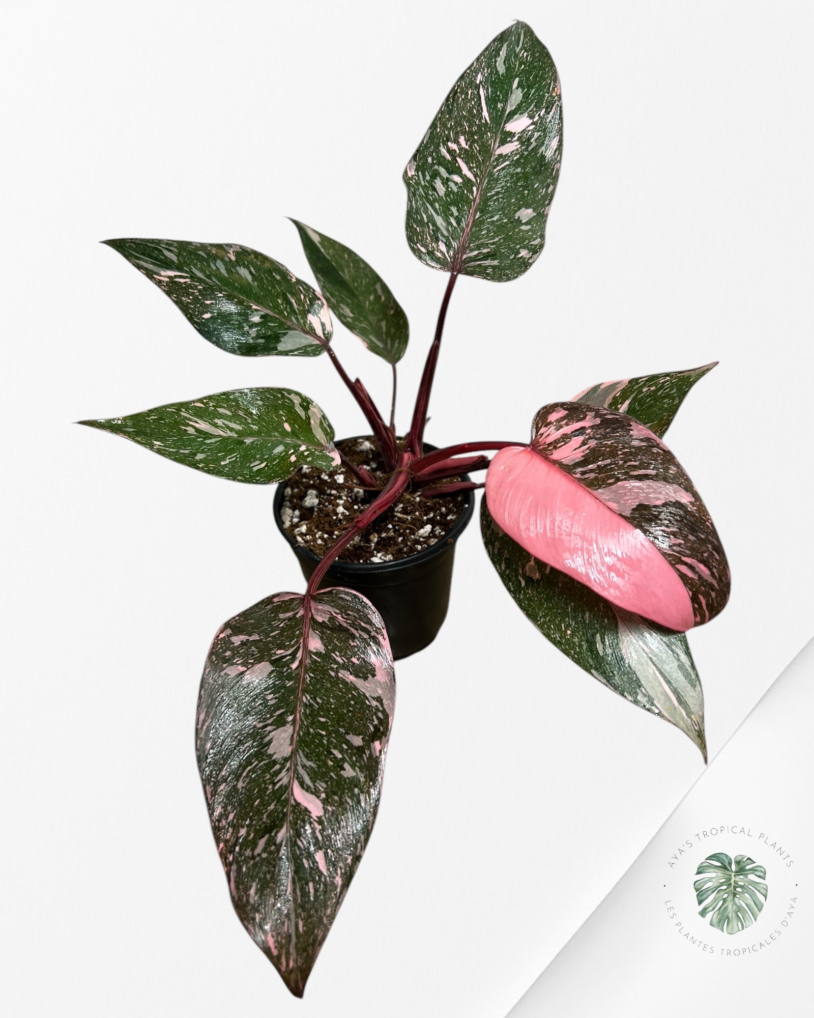Philodendron Pink Galaxy - T3