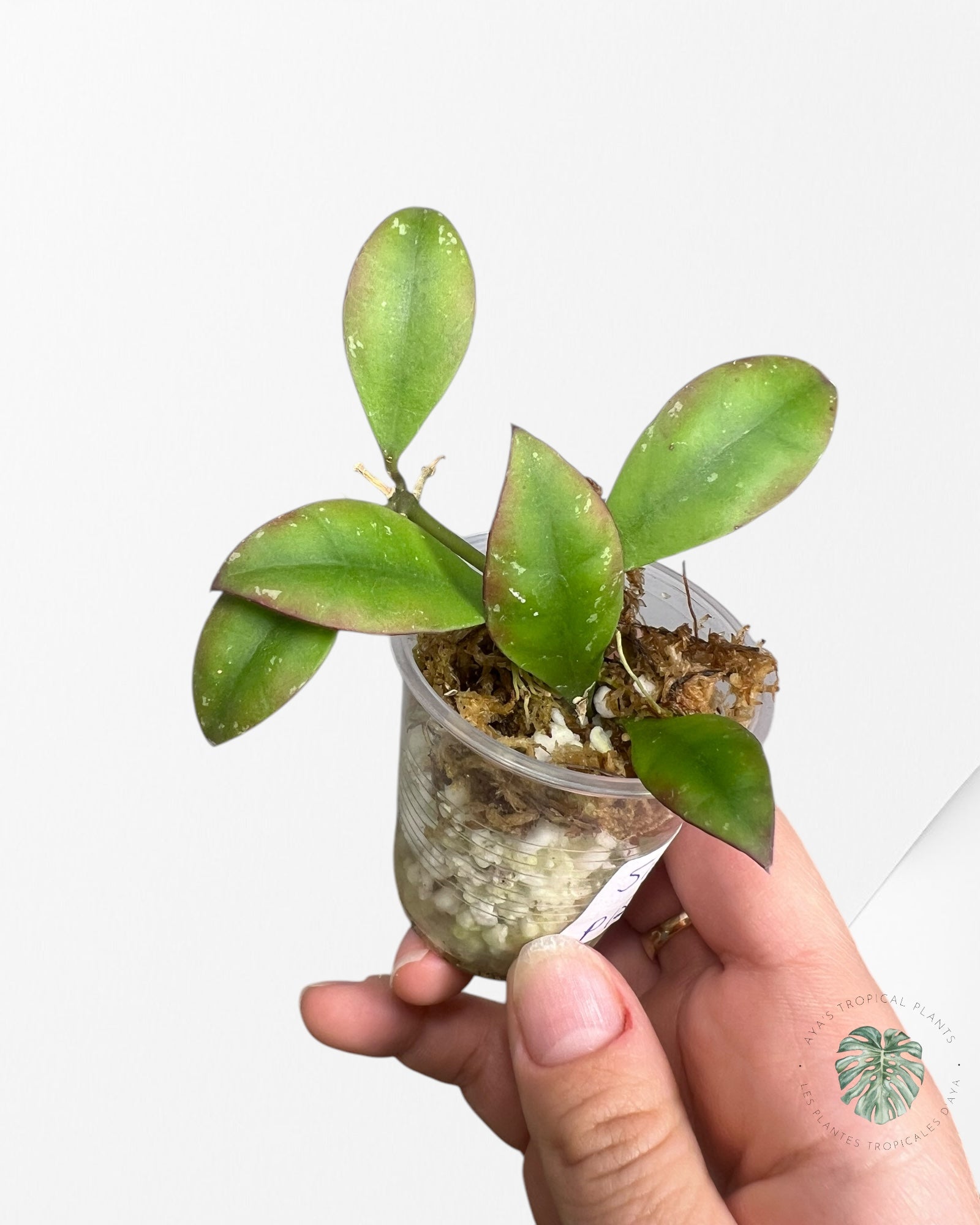 Hoya Sipitangensis - P15