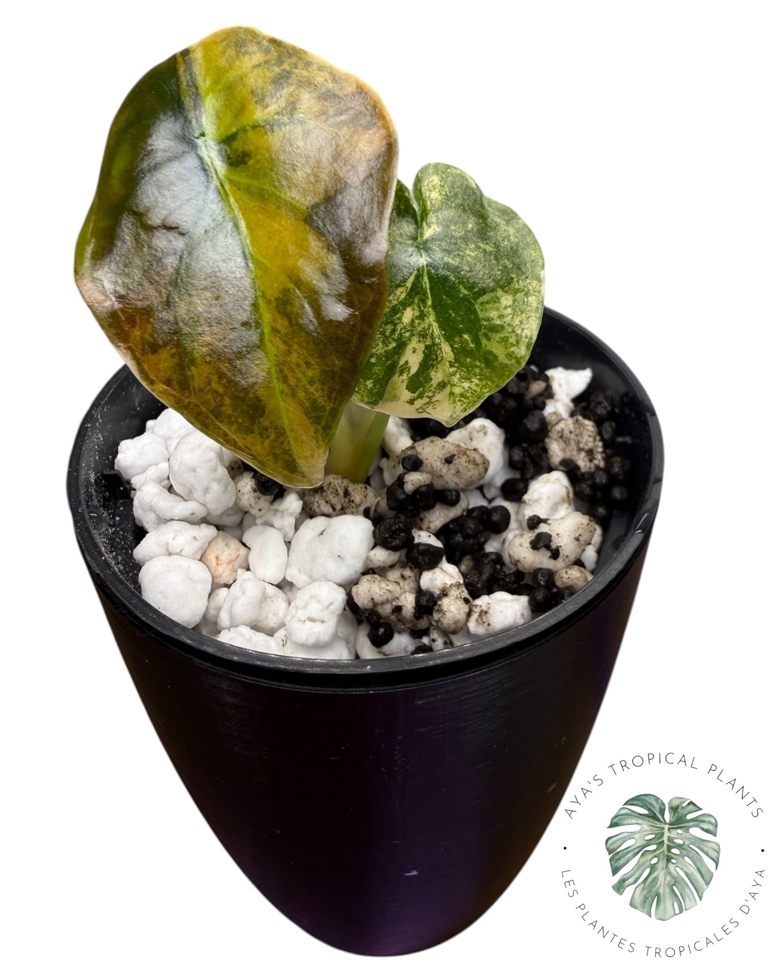 Alocasia Cuprea Golden Latte