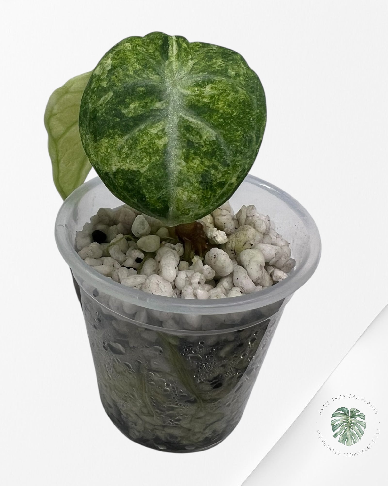 Alocasia Ninja Tricolor Variegated