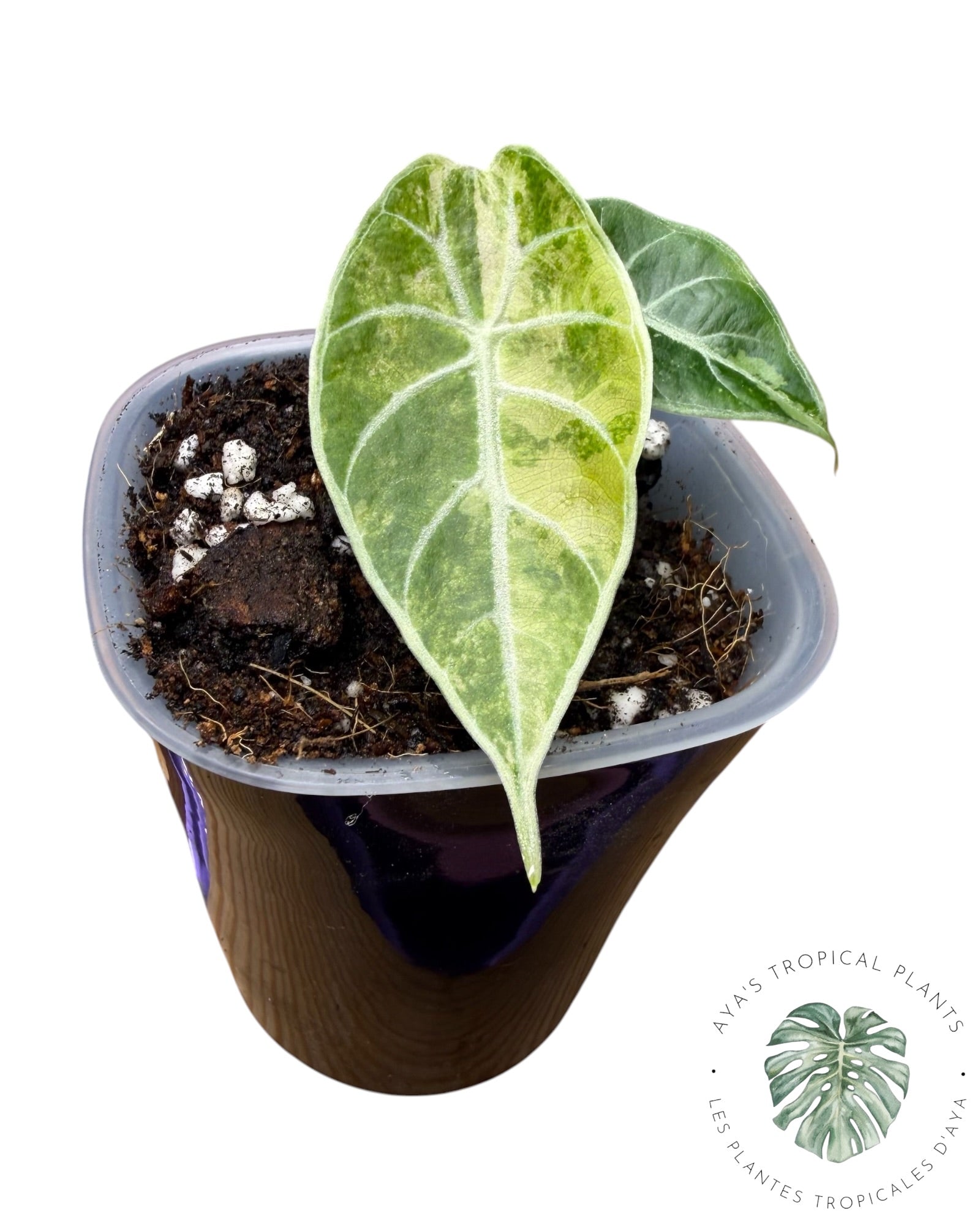 Alocasia Watsoniana Doff. Rose panaché