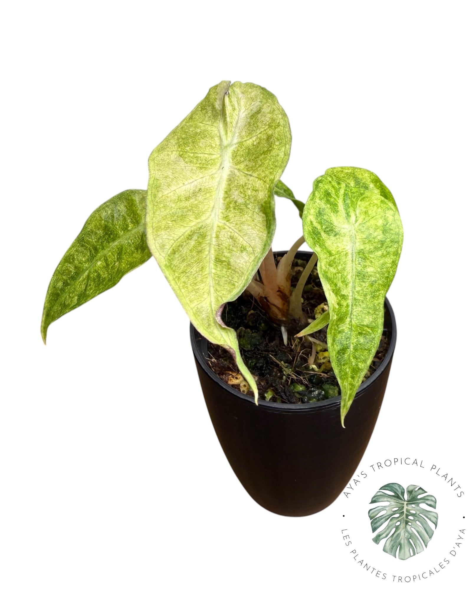 Alocasia Polly Aurea Variégata