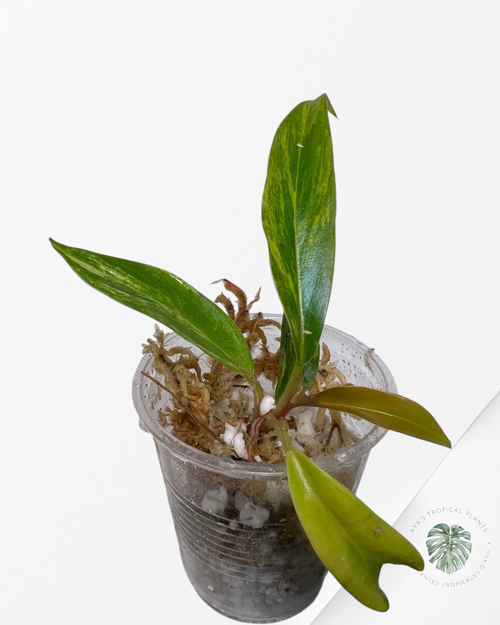 Philodendron Caramel Marble - TC5