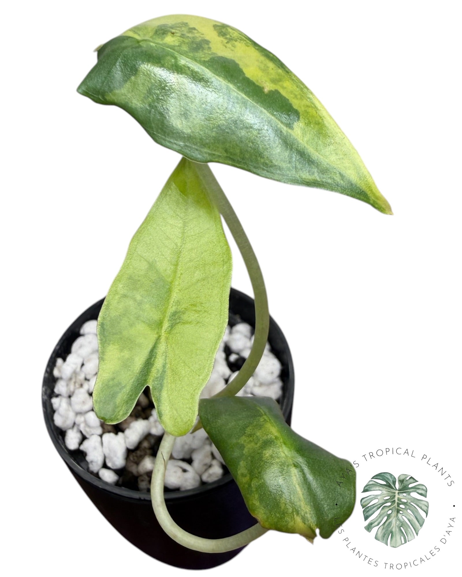 Alocasia Sarian Aurea