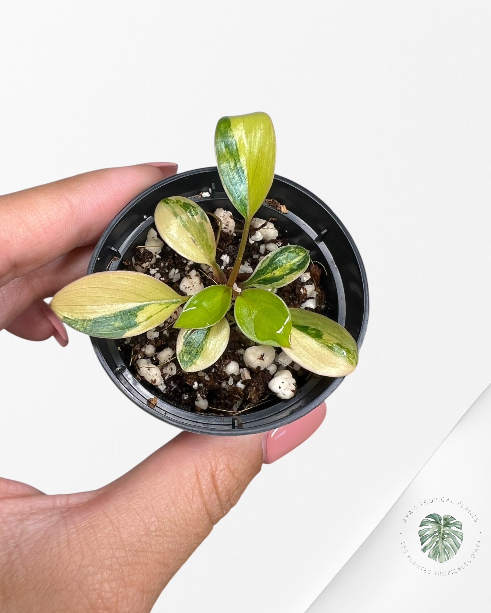 Philodendron Red Congo Variegata-TC4