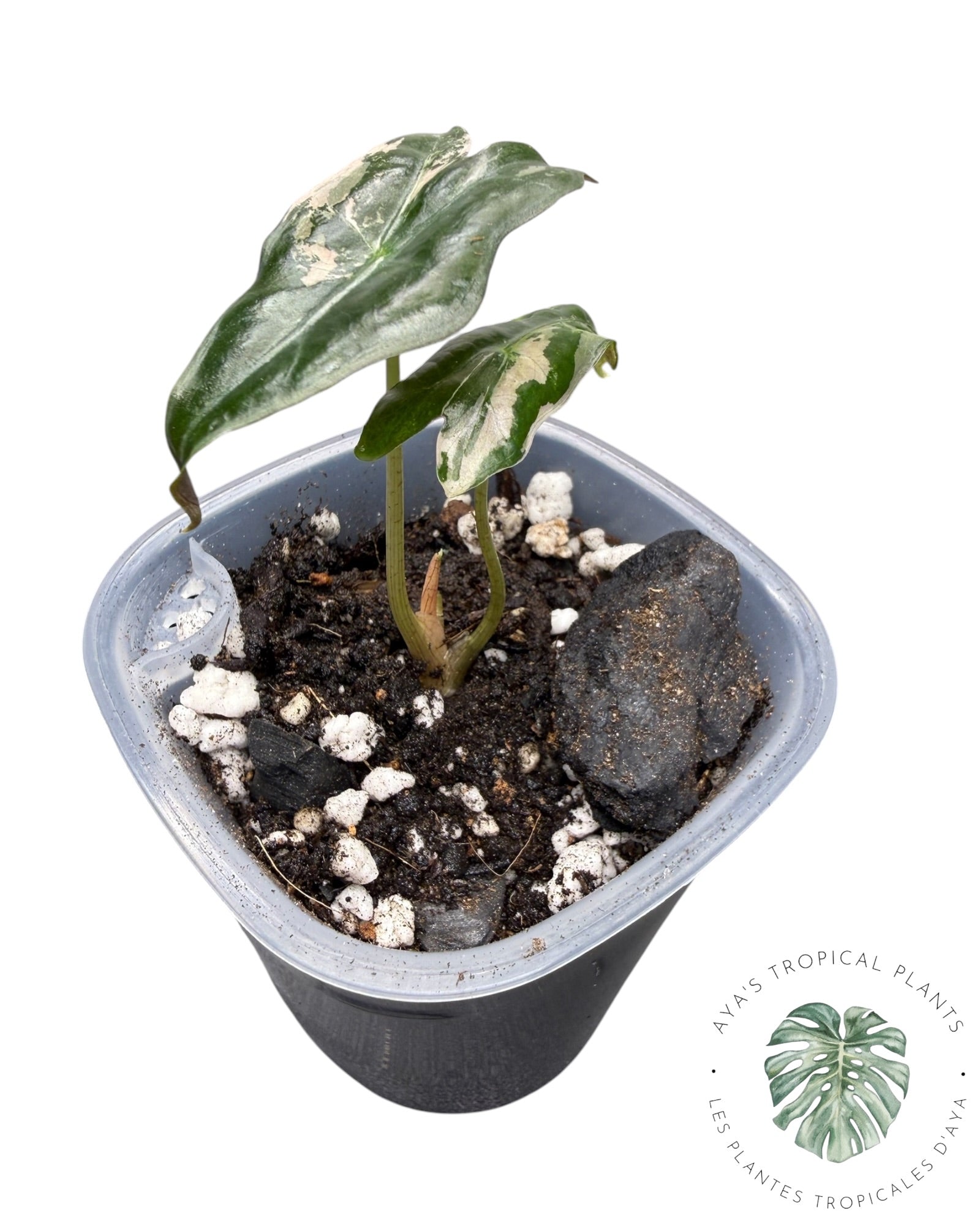 Alocasia Nobilis Pink Variegated