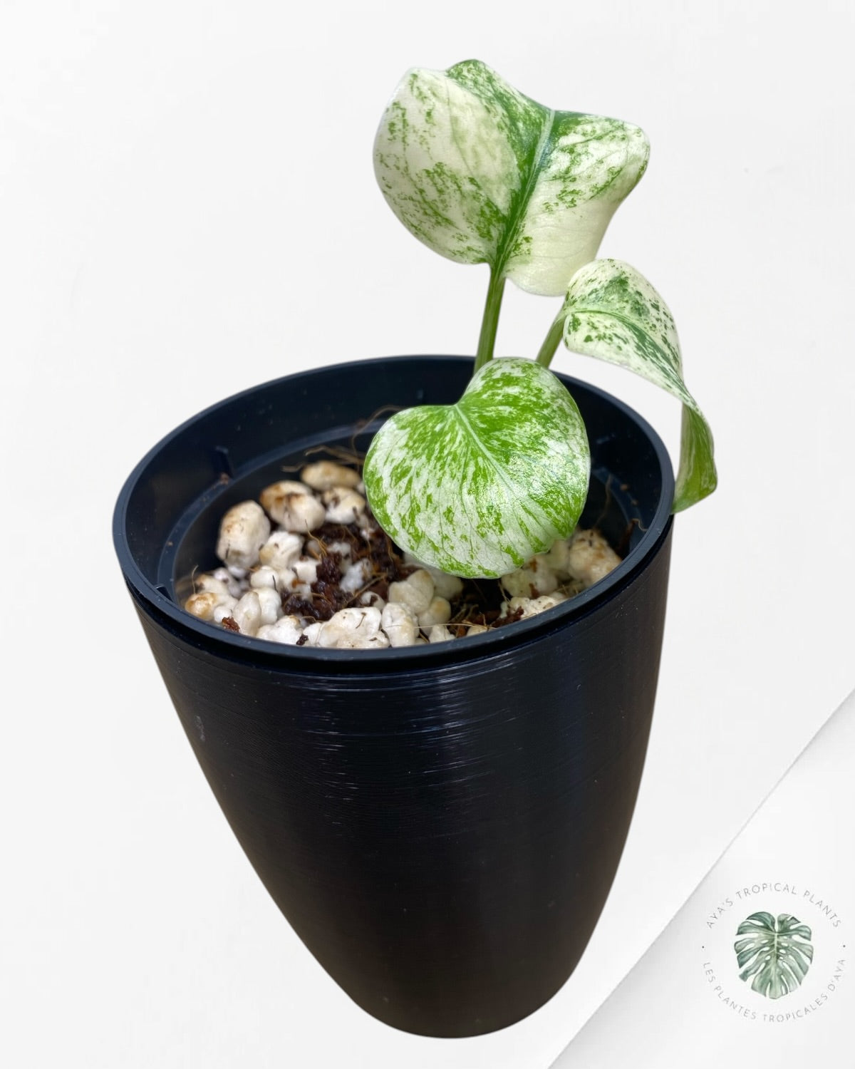 Monstera Deliciosa “Starlight”