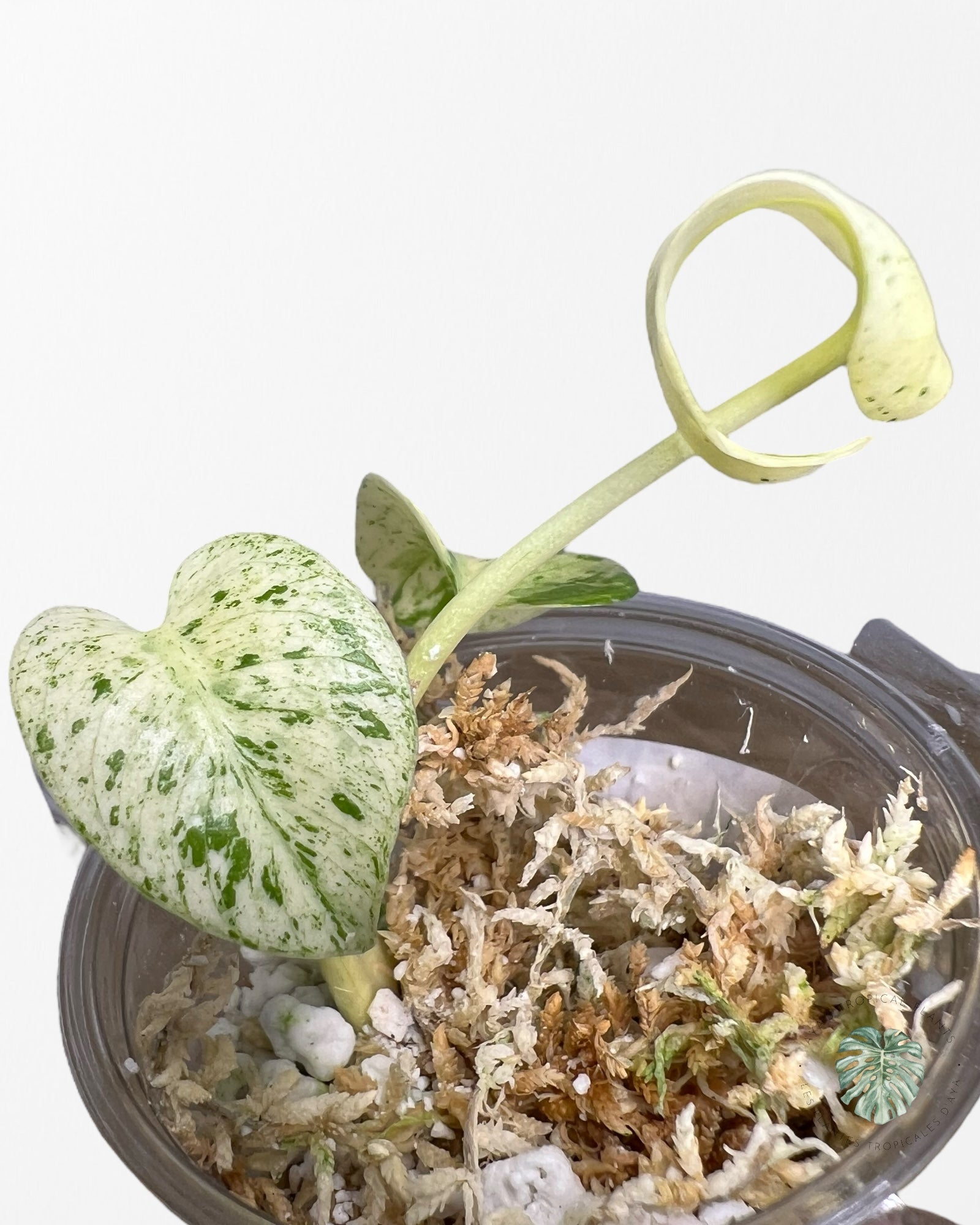 Monstera White Mint - MWM02