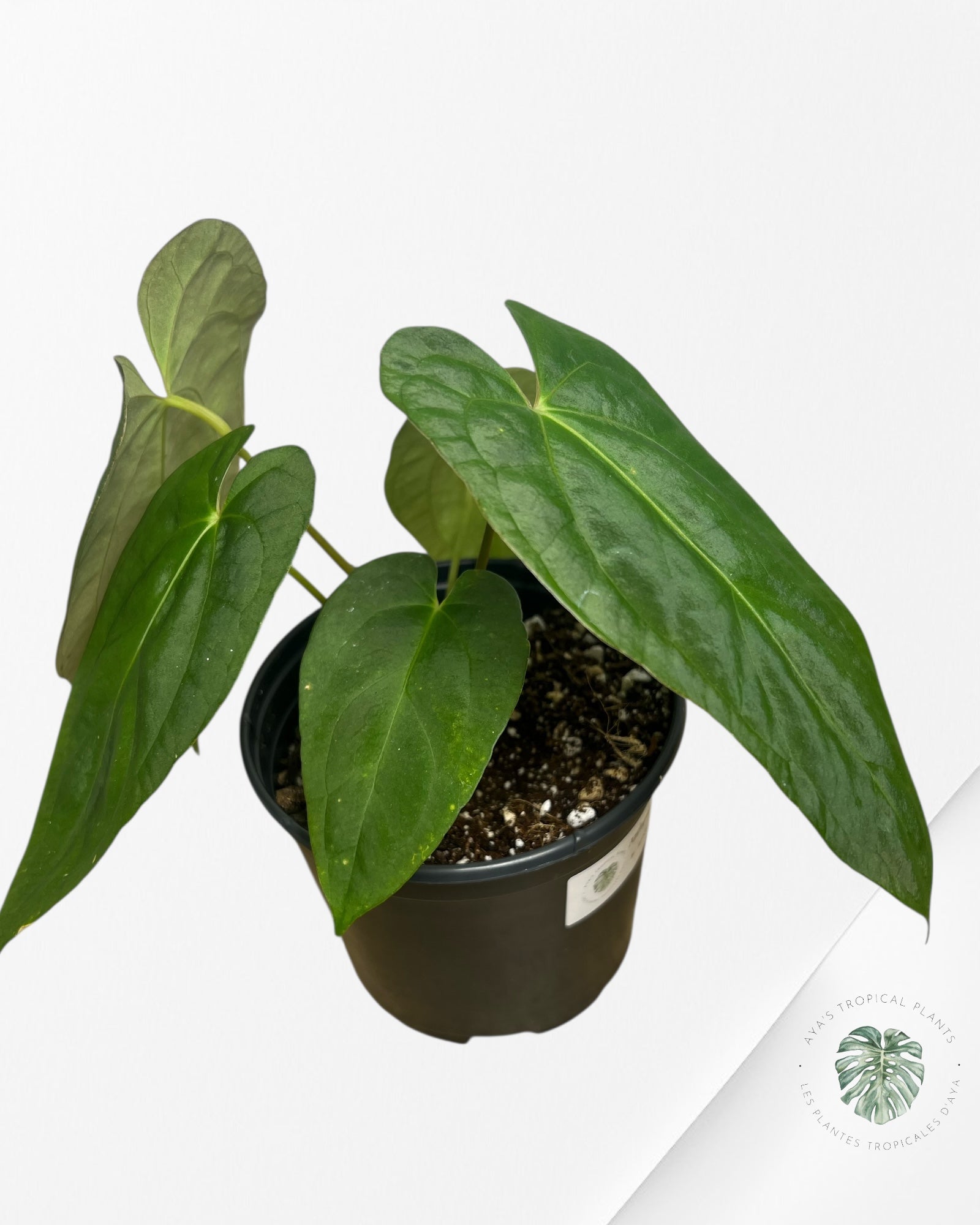 Anthurium 'Ace of Spades' x papillilaminum Fort Sherman' - AF3