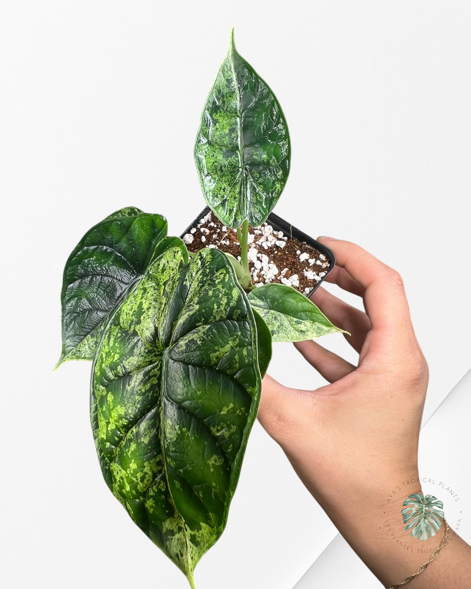 Menthe écaille de dragon Alocasia - 92