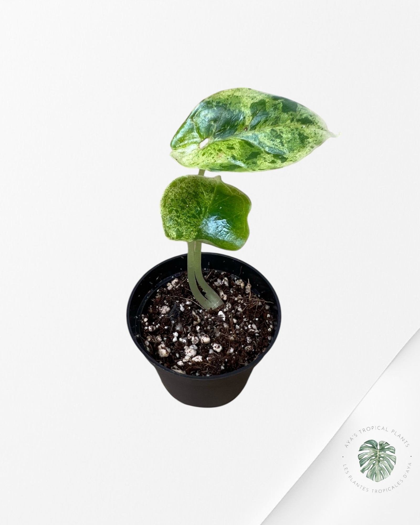 Alocasia Dragon Scale Mint - T1