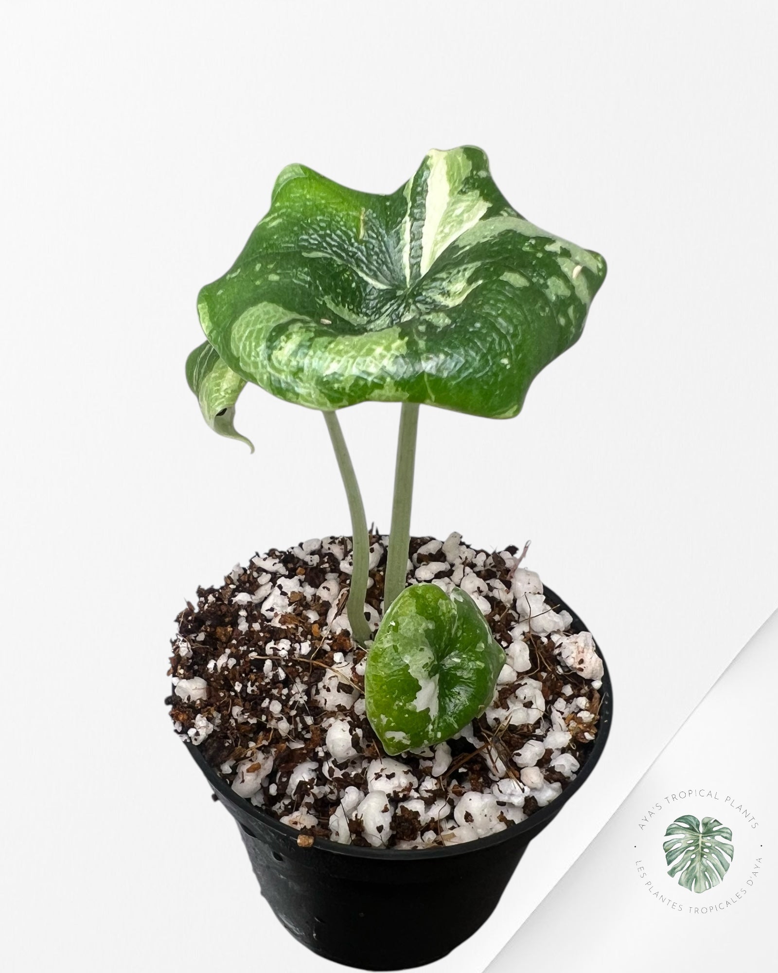 Alocasia Melo Albo Variagated-TC6